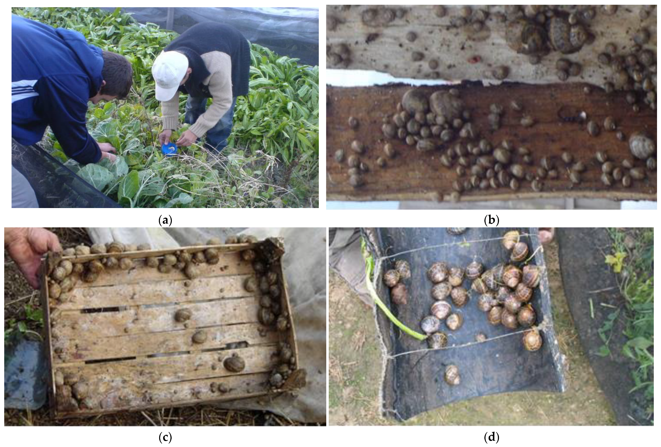 Animals 15 00914 g001