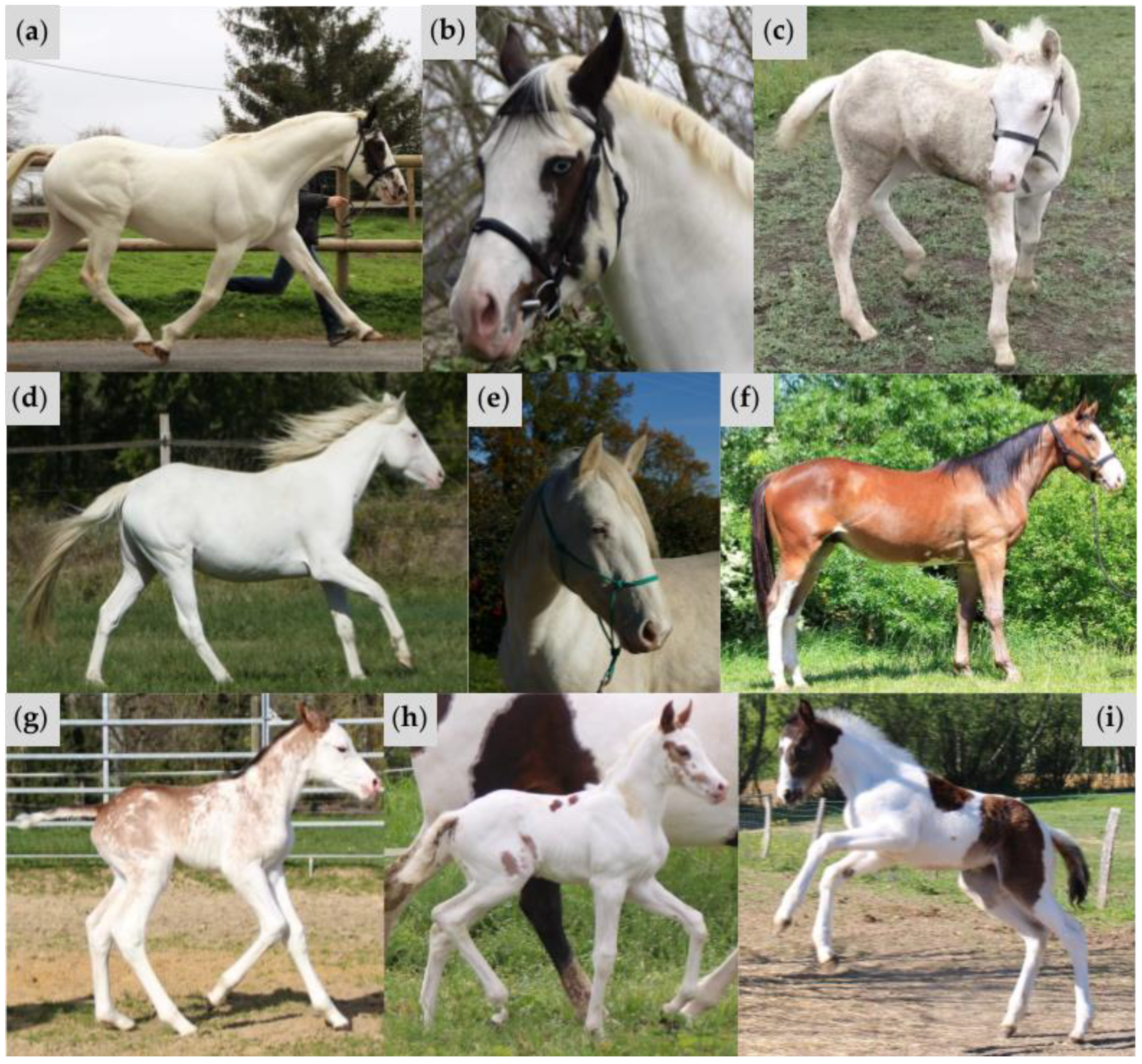 Animals 15 00915 g004