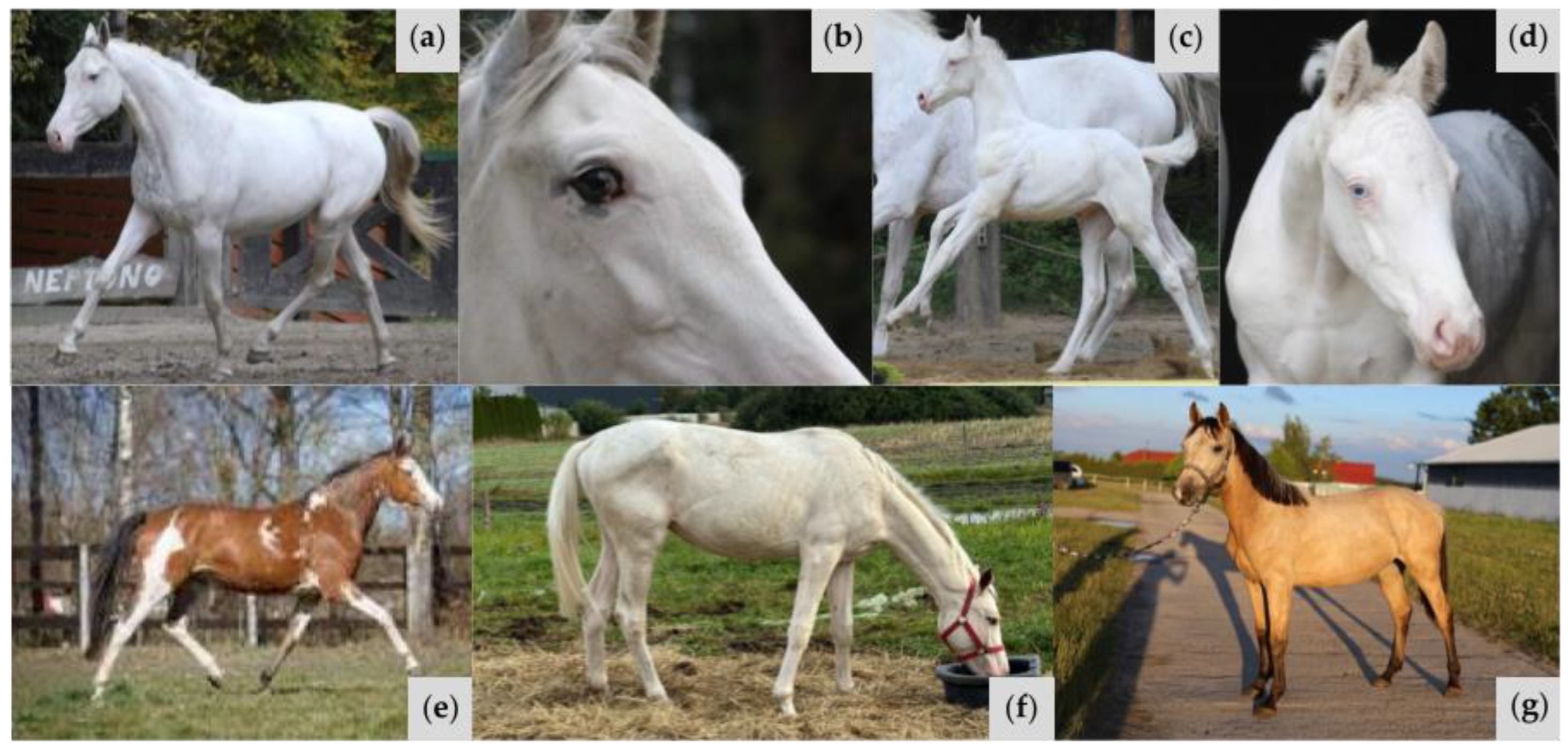 Animals 15 00915 g006