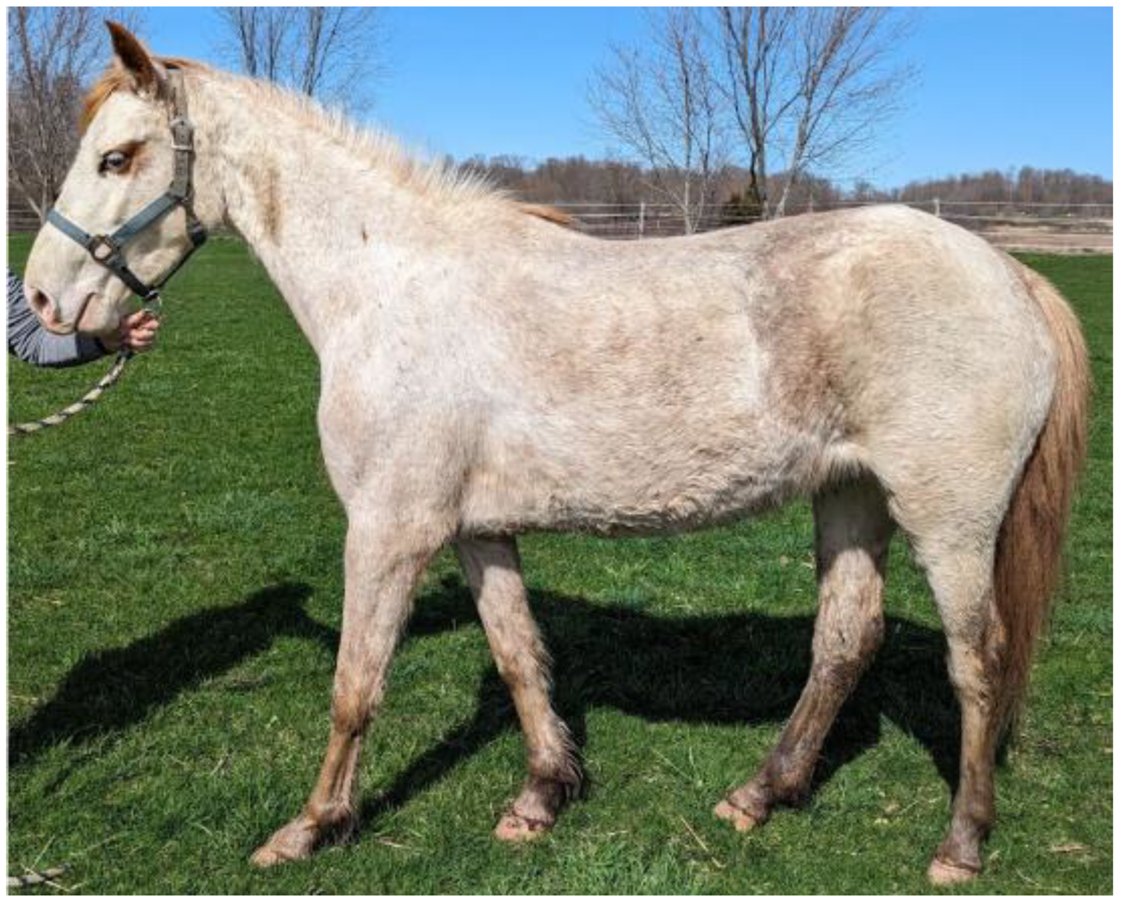 Animals 15 00915 g008