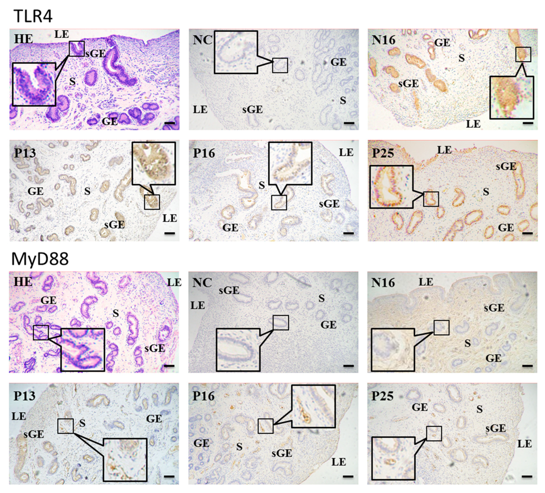 Animals 15 00917 g003