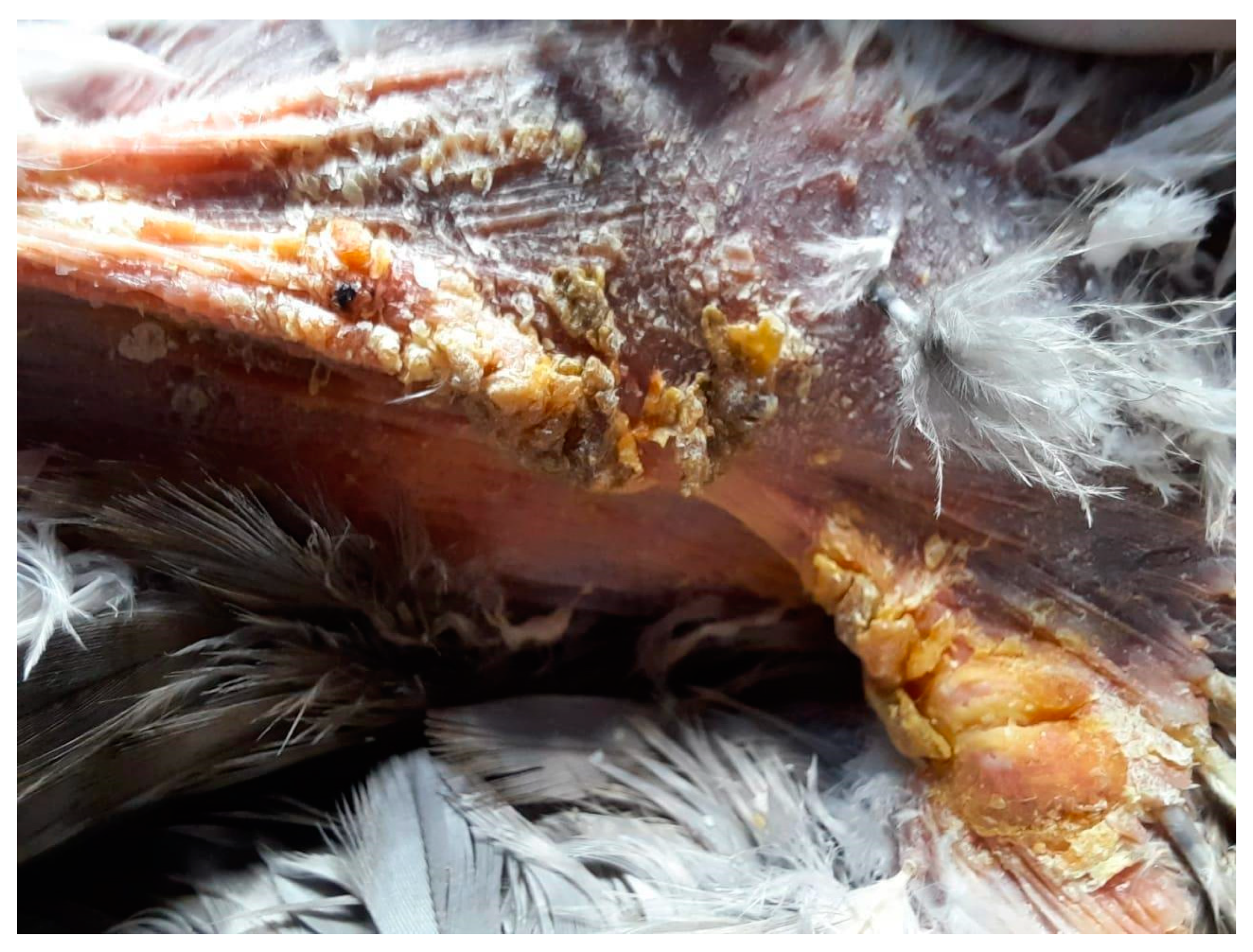 Animals 15 00919 g003