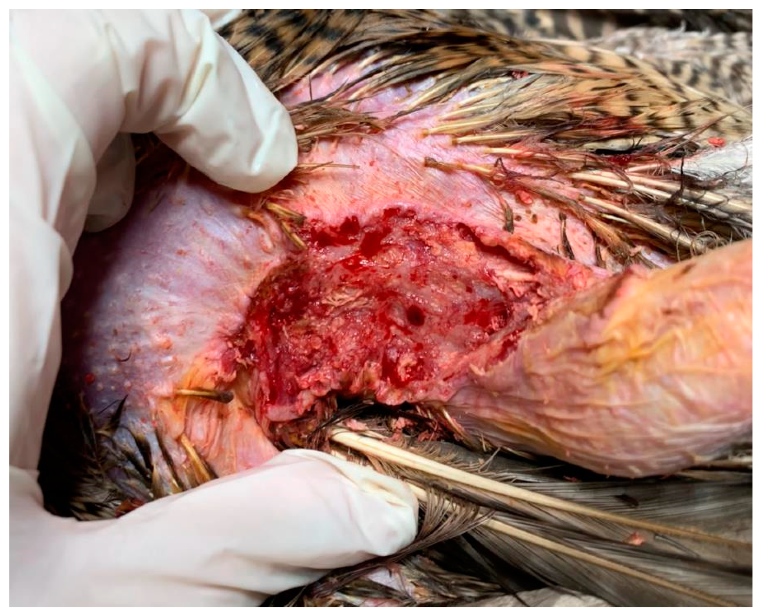 Animals 15 00919 g010