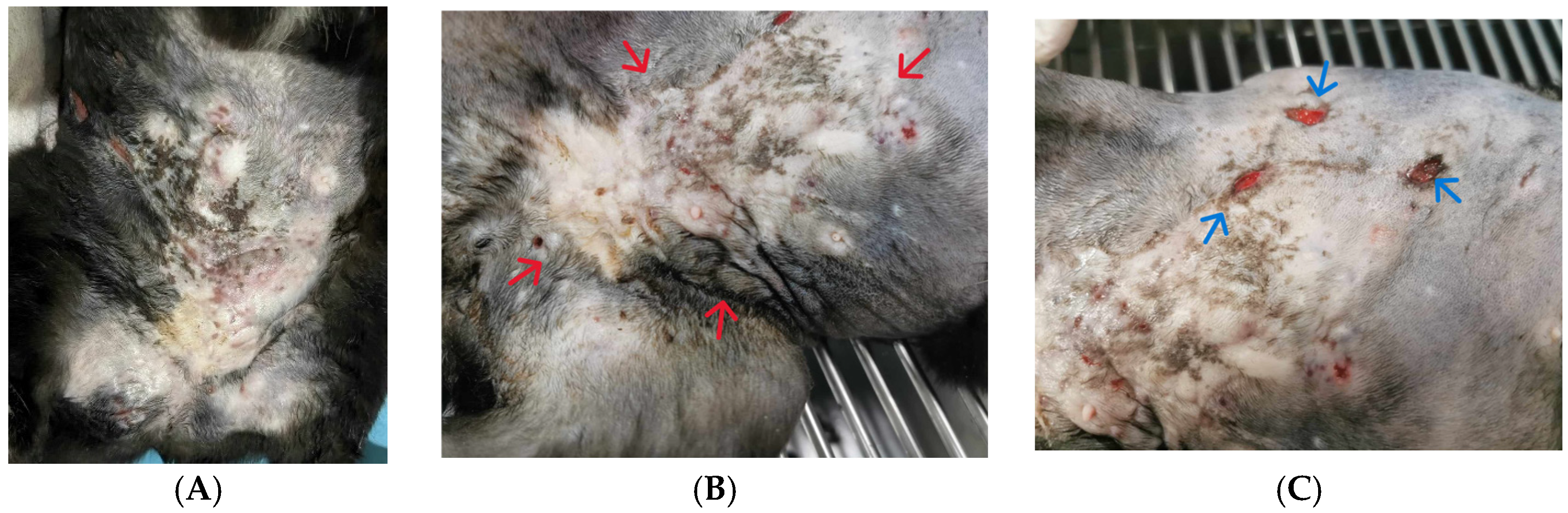 Animals 15 00925 g001