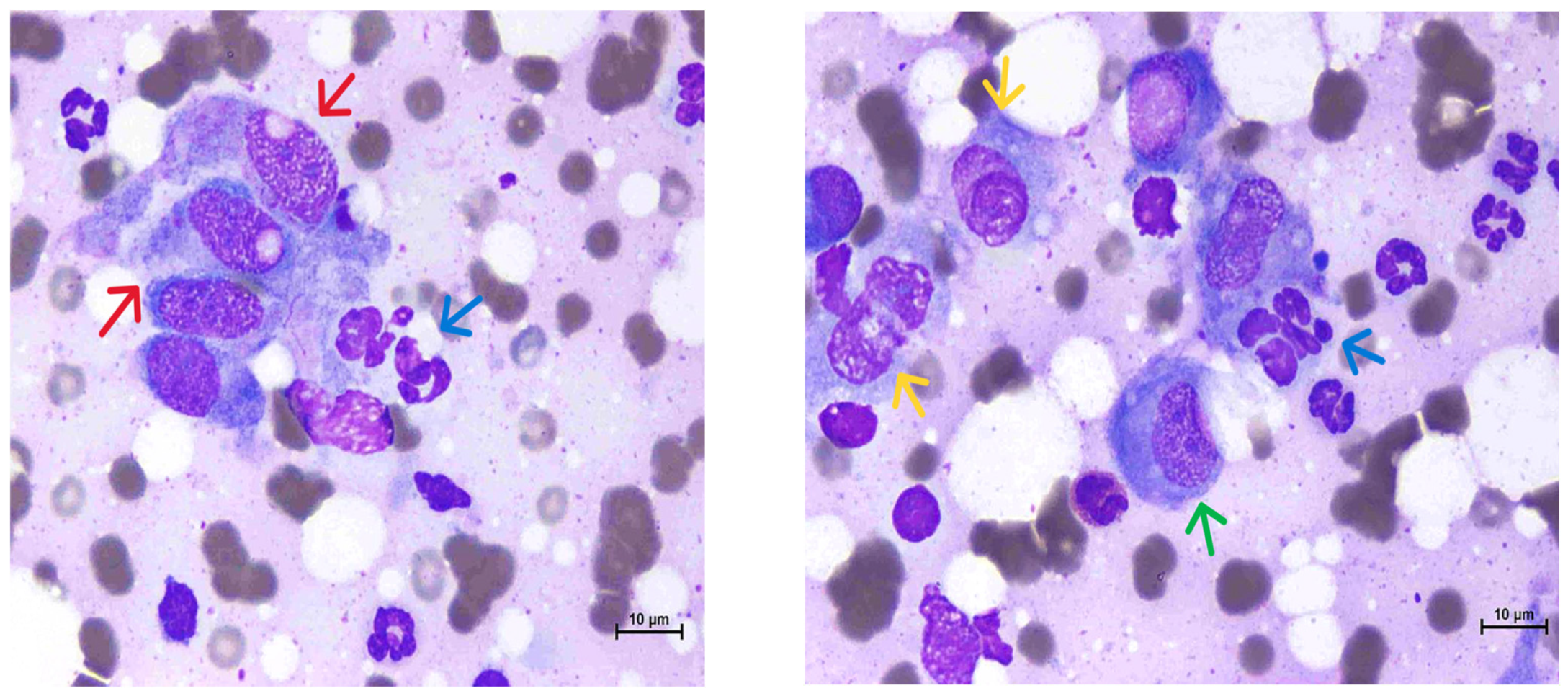 Animals 15 00925 g002