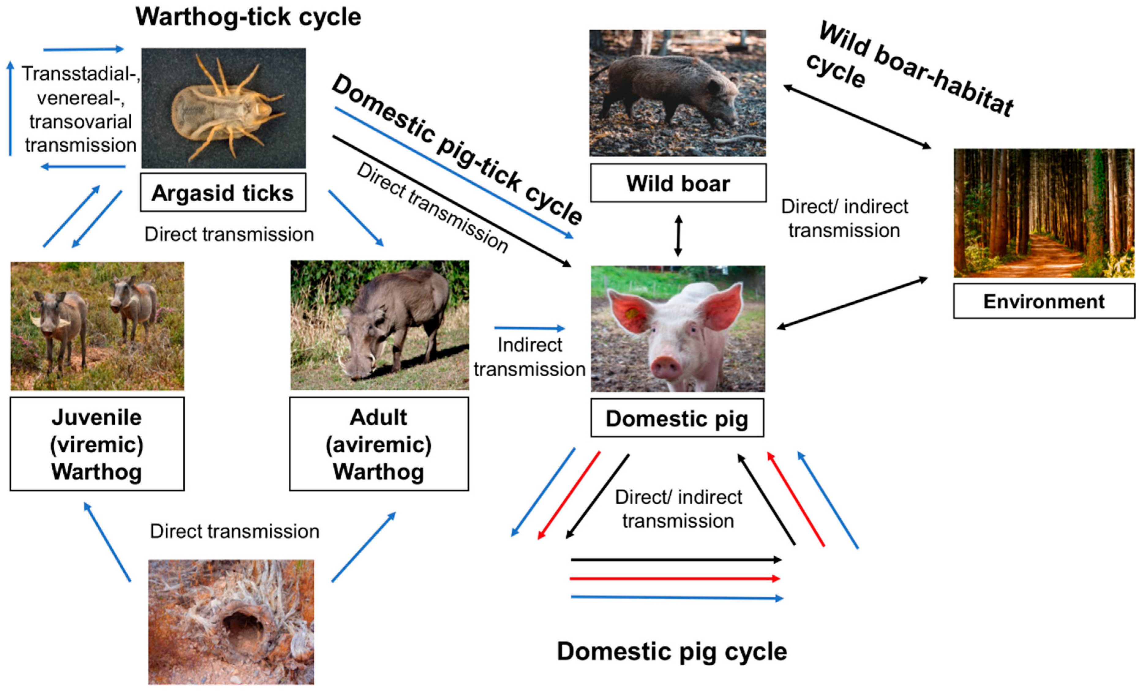 Animals 15 00928 g001