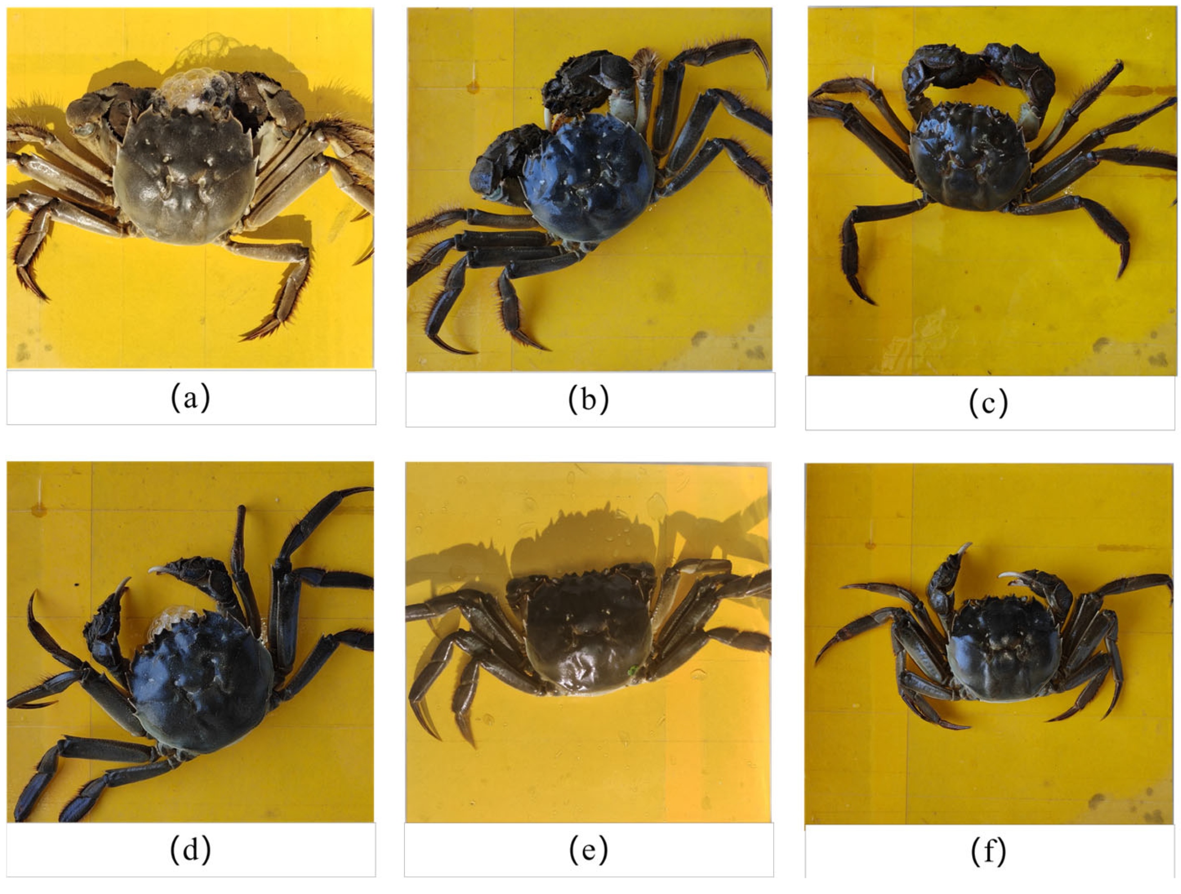 Animals 15 00941 g002