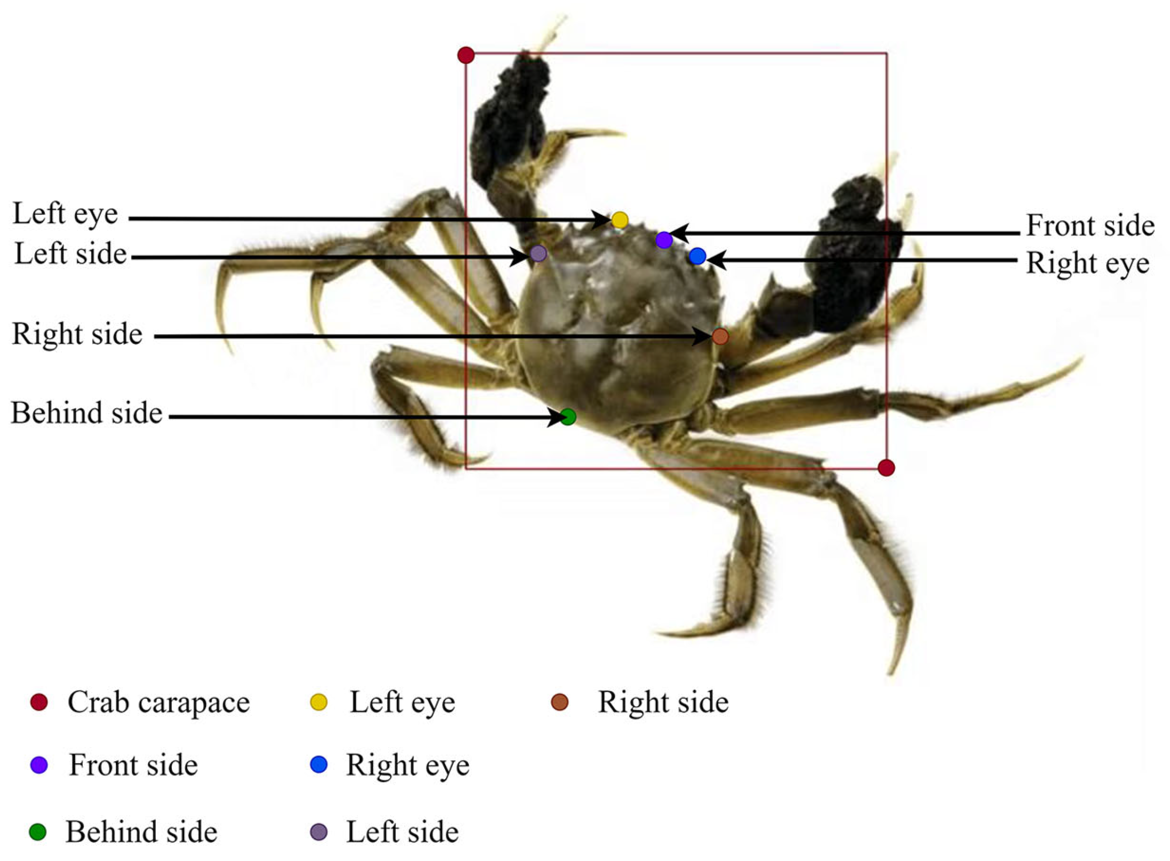 Animals 15 00941 g003
