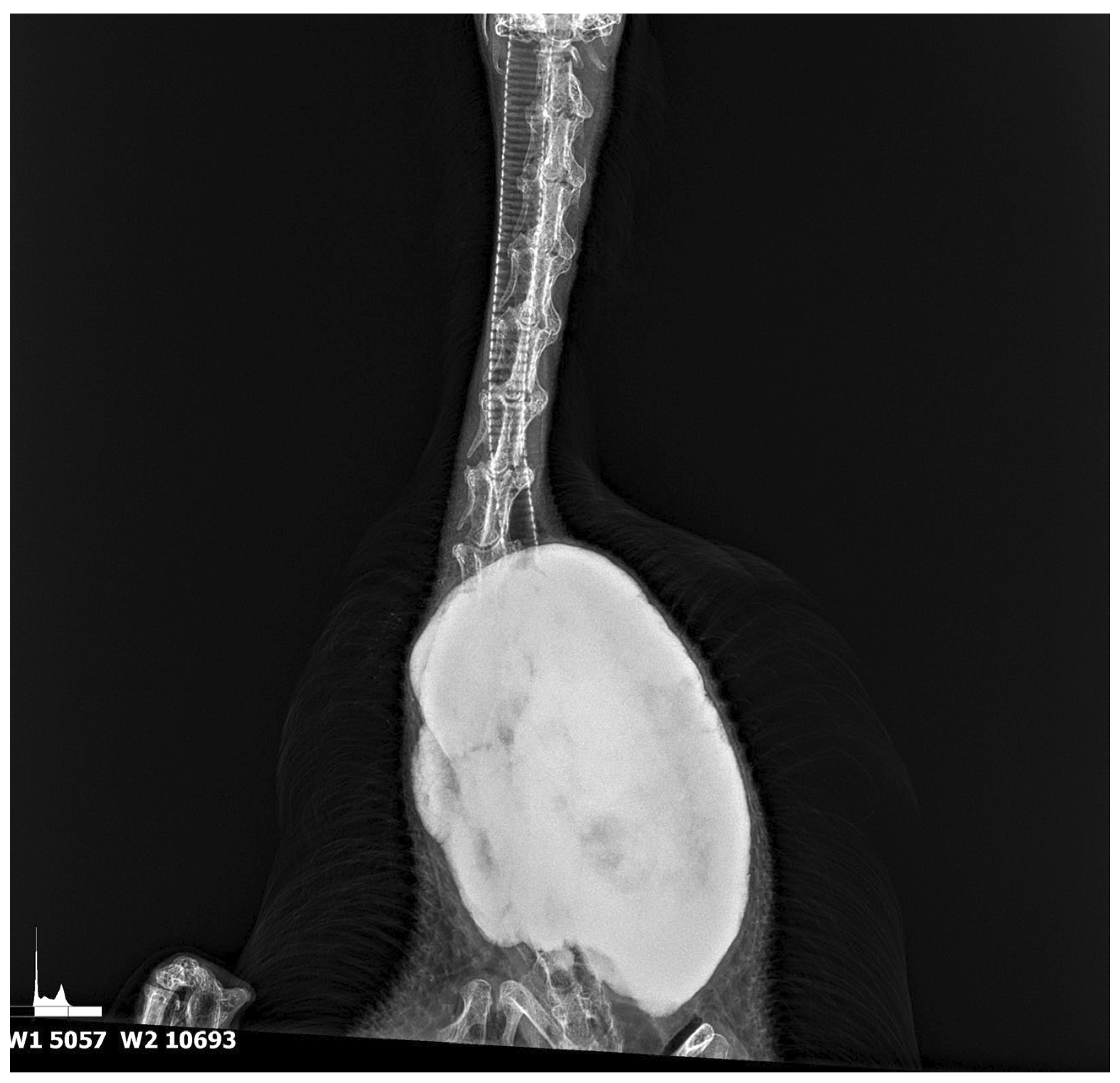 Animals 15 00942 g001 Animals 15 00942 g001