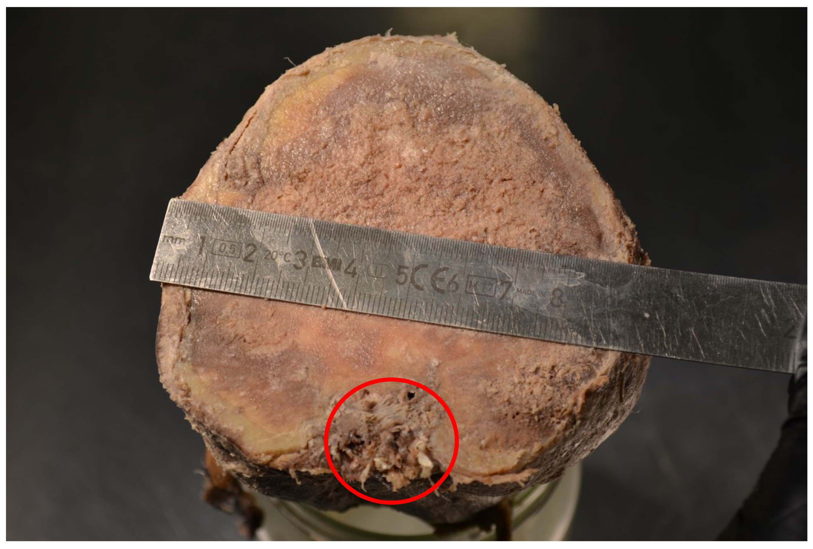 Animals 15 00942 g005 Animals 15 00942 g005