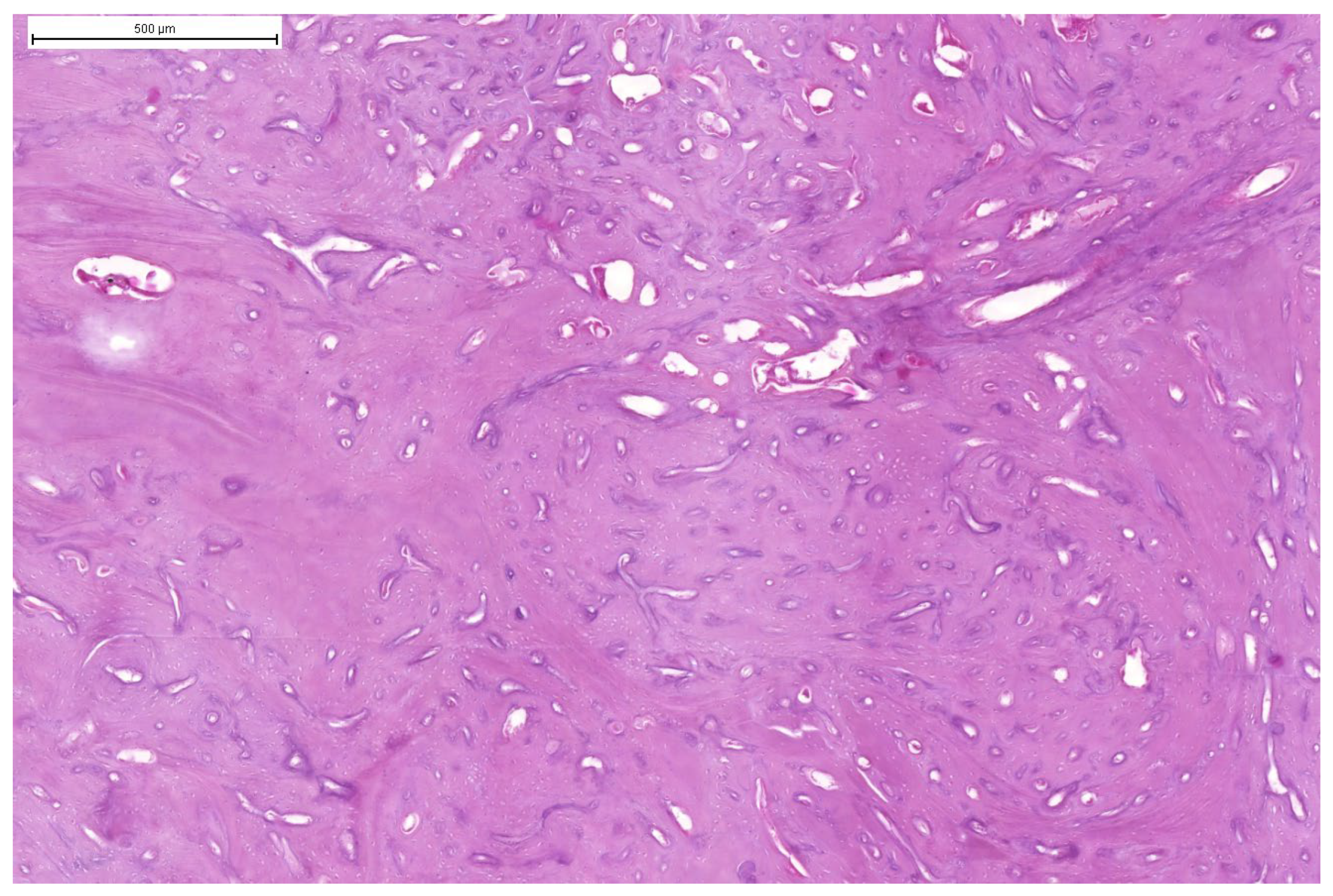 Animals 15 00942 g007 Animals 15 00942 g007