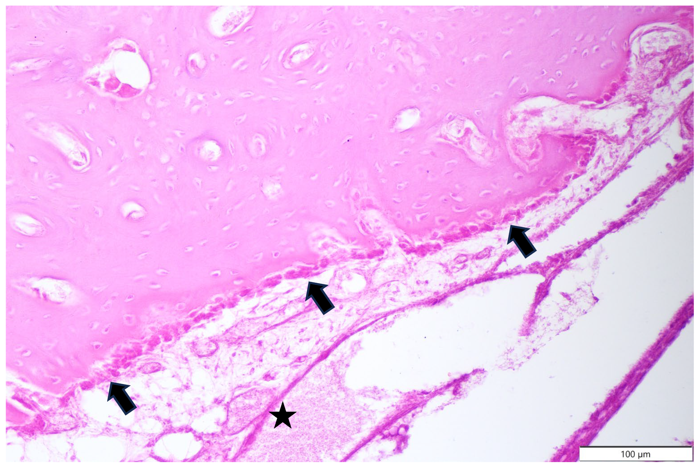 Animals 15 00942 g009 Animals 15 00942 g009