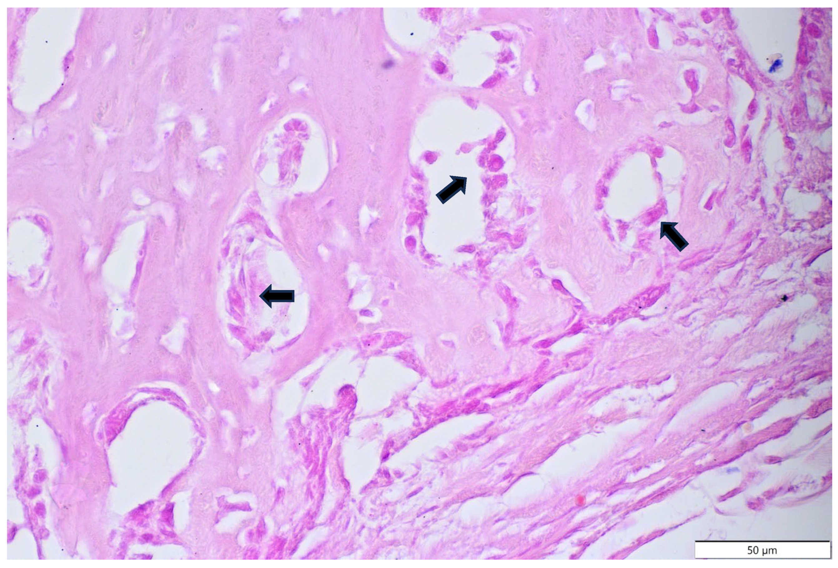 Animals 15 00942 g010 Animals 15 00942 g010