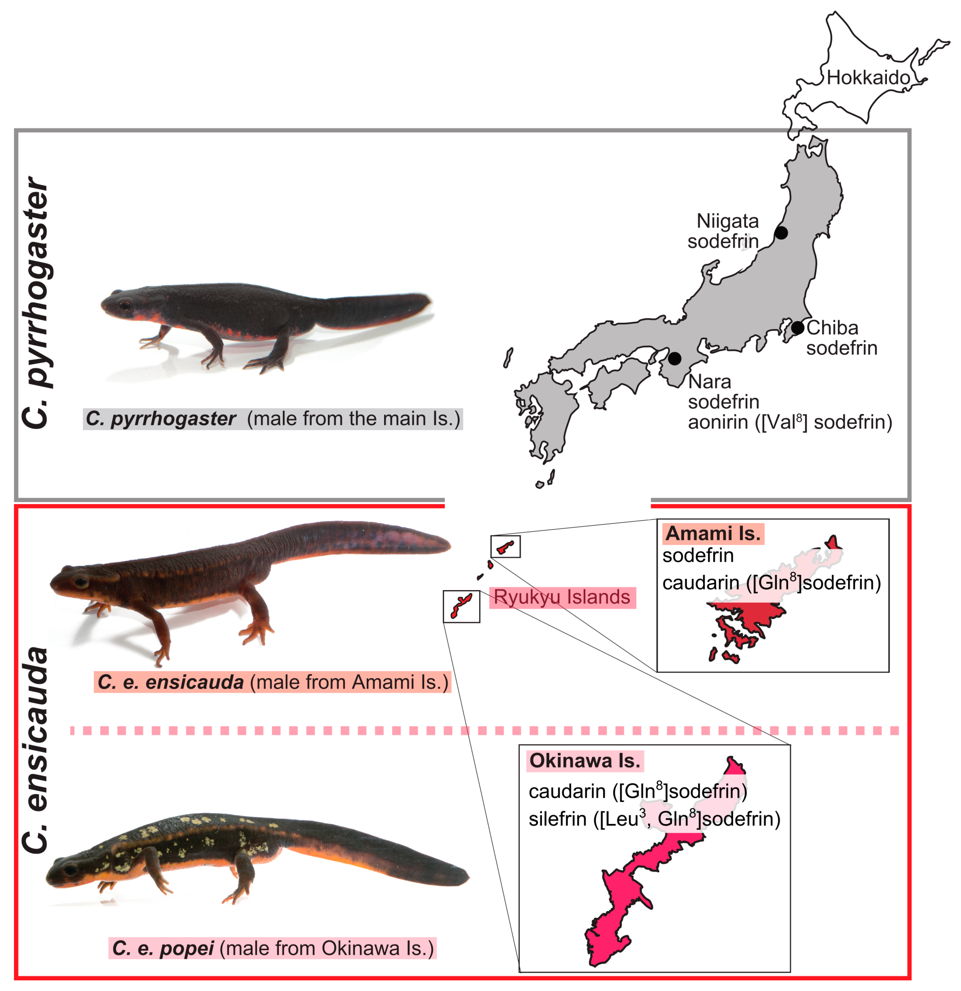 Animals 15 00947 g004 Animals 15 00947 g004