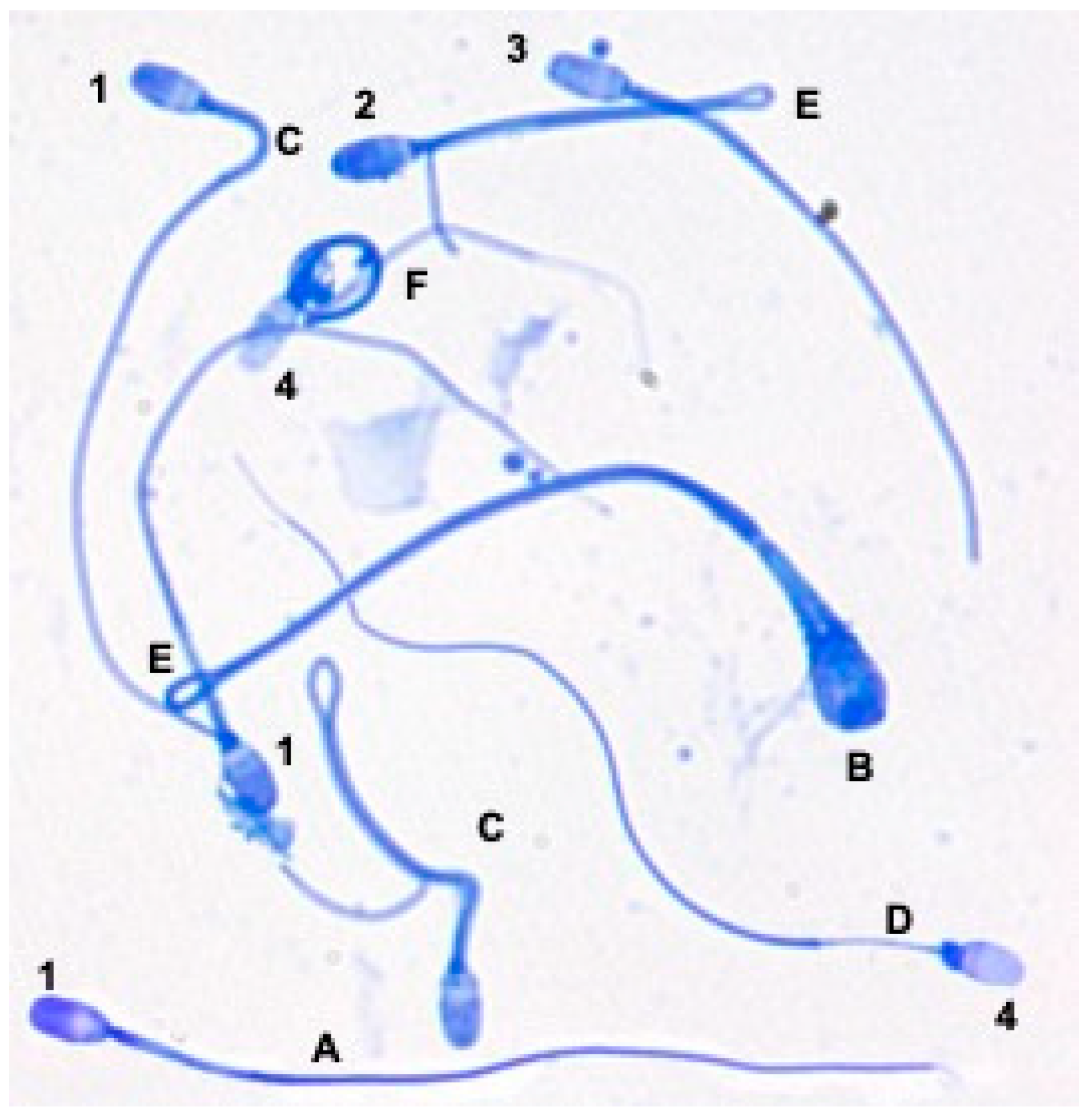 Animals 15 00949 g003