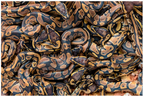 Marine 55 Gm Turkey Boa