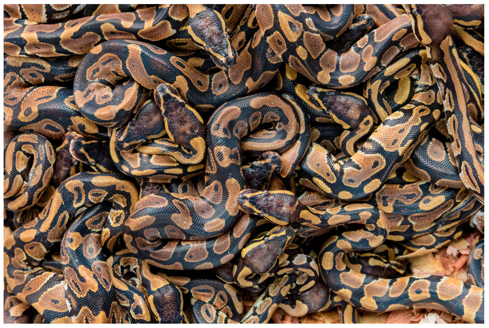 Animals 15 00971 g001