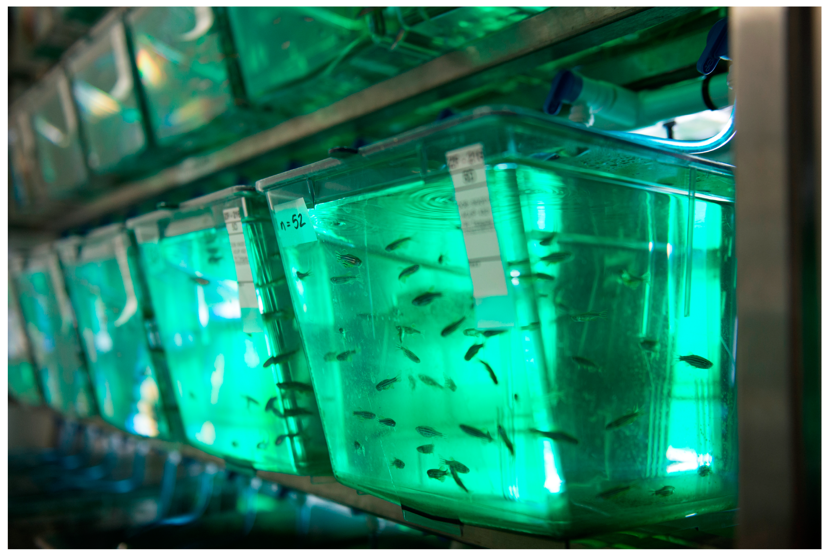 Animals 15 00971 g002