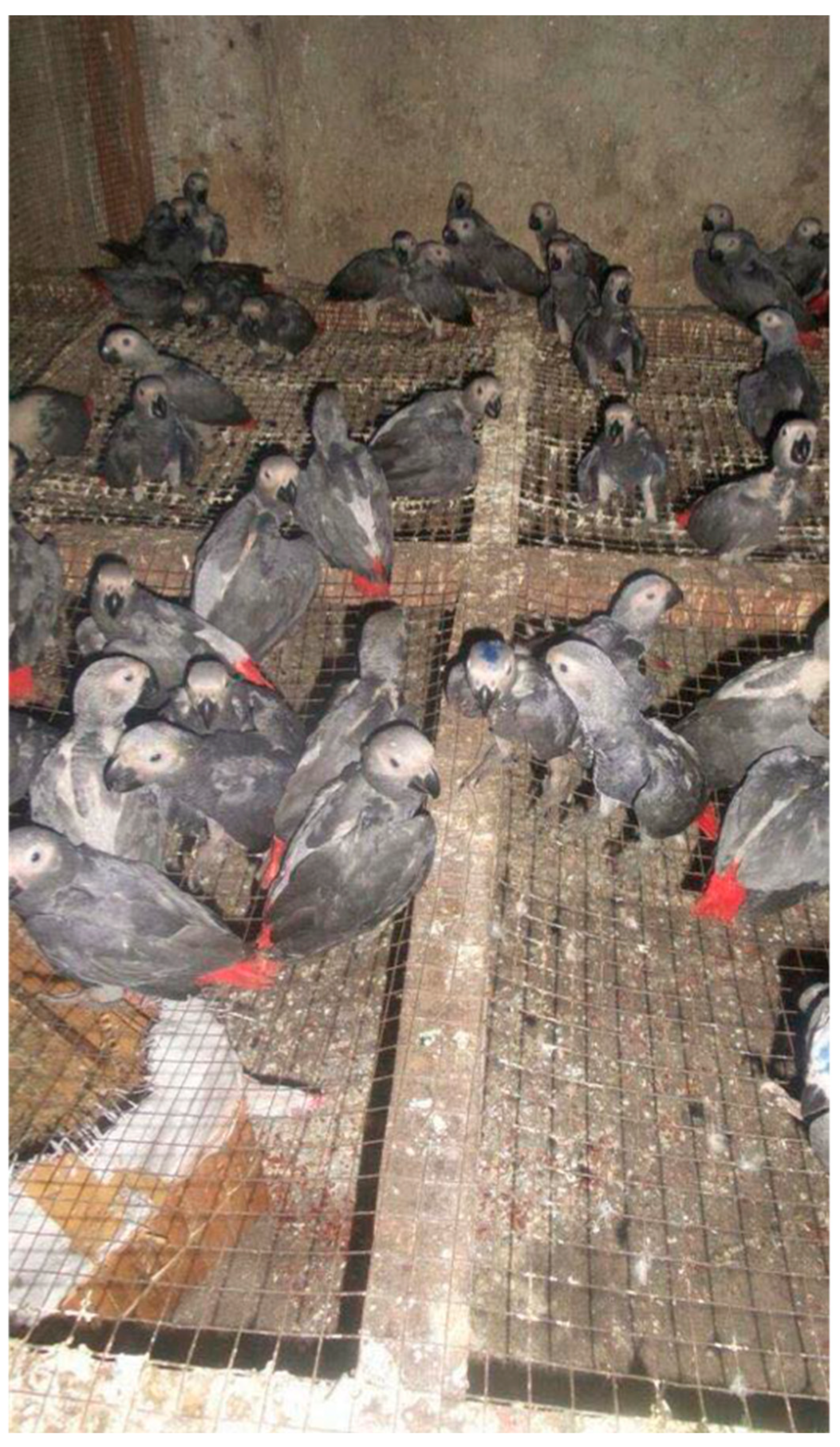 Animals 15 00971 g003