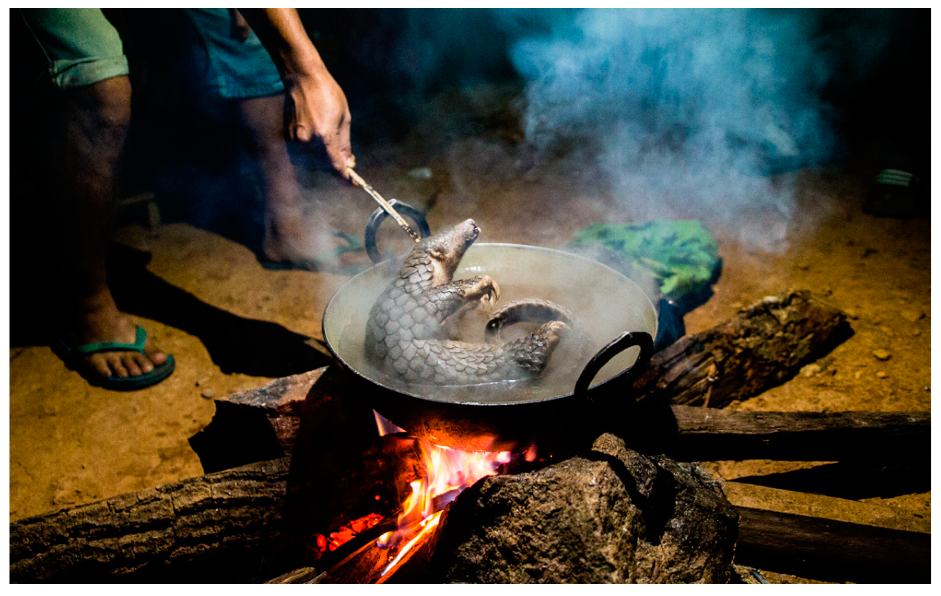 Animals 15 00971 g005