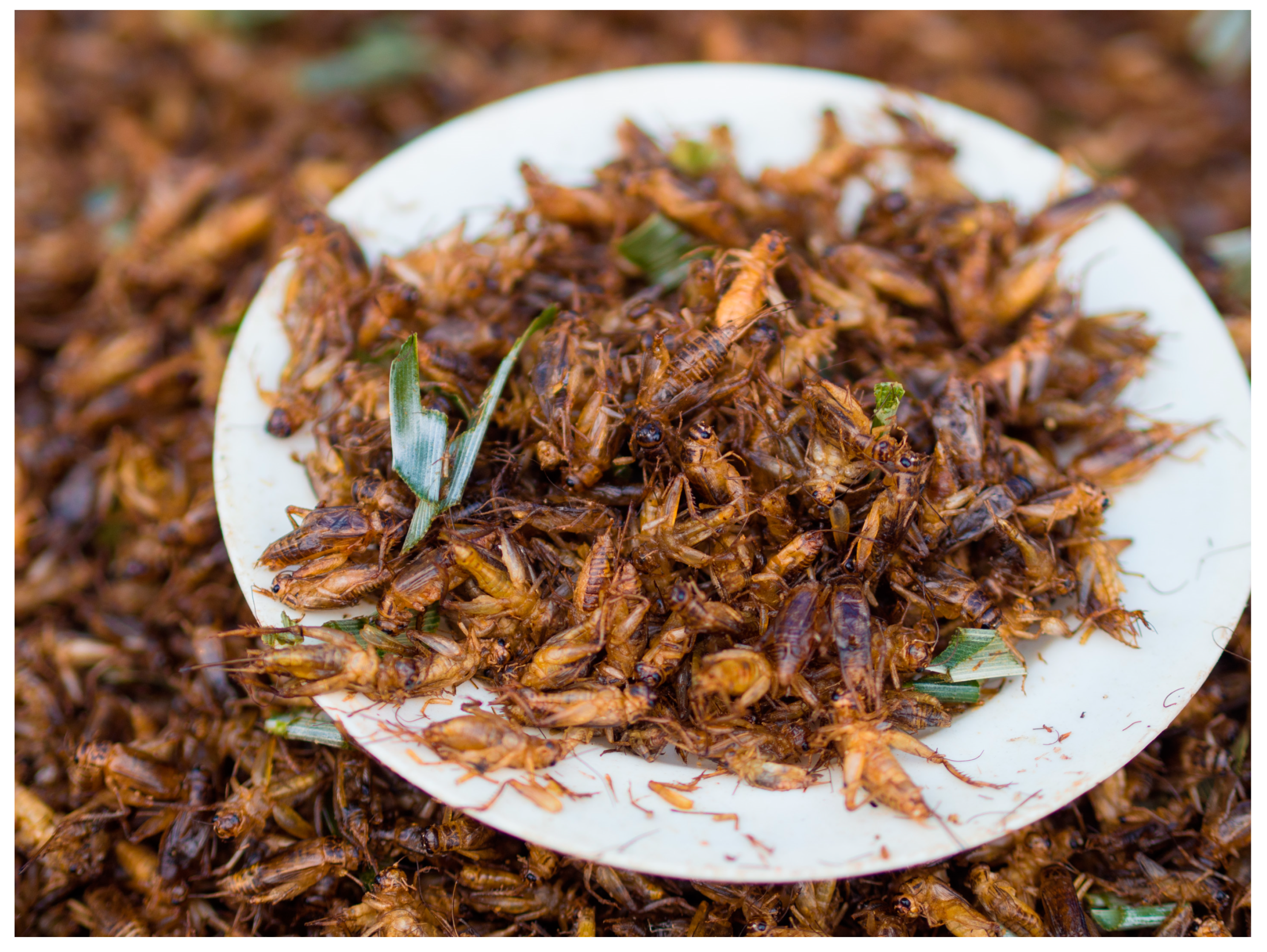 Animals 15 00971 g006