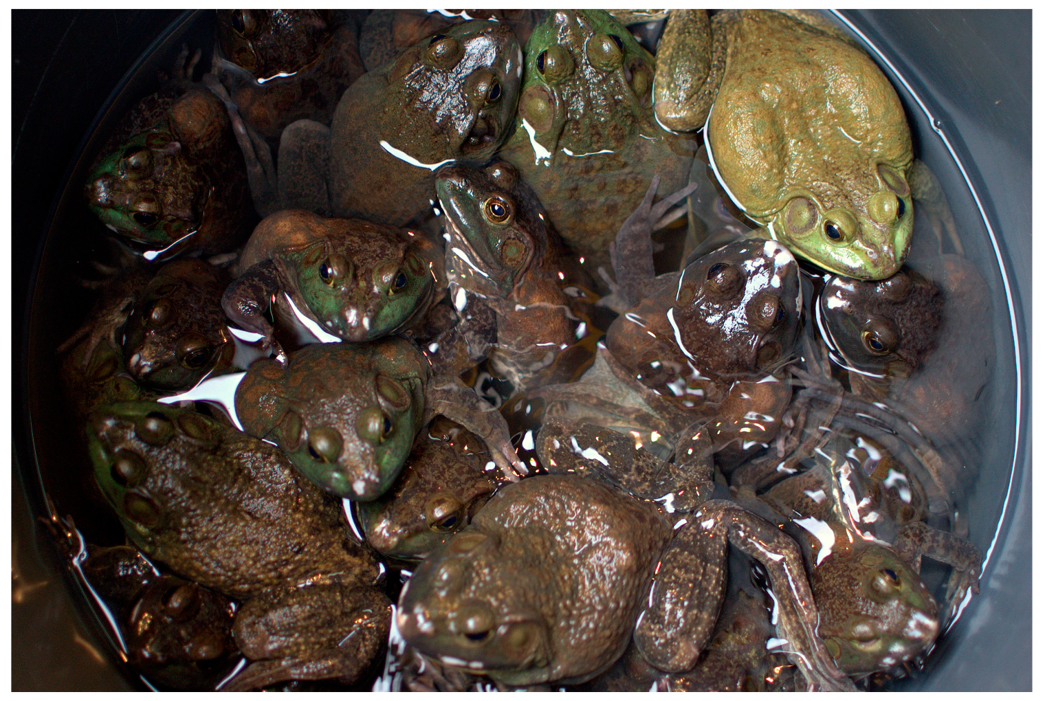 Animals 15 00971 g007