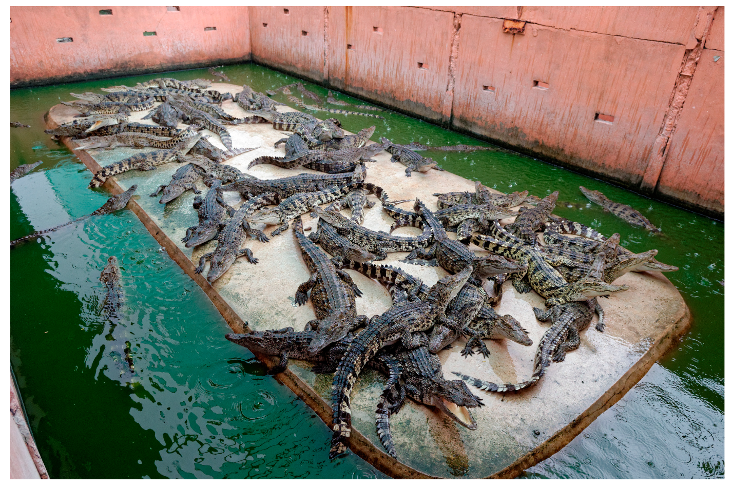 Animals 15 00971 g008