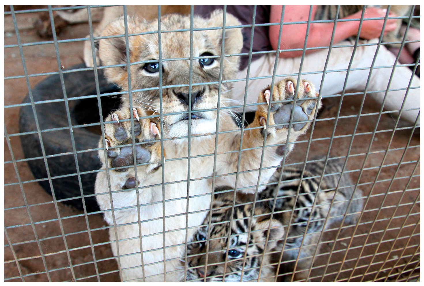 Animals 15 00971 g009