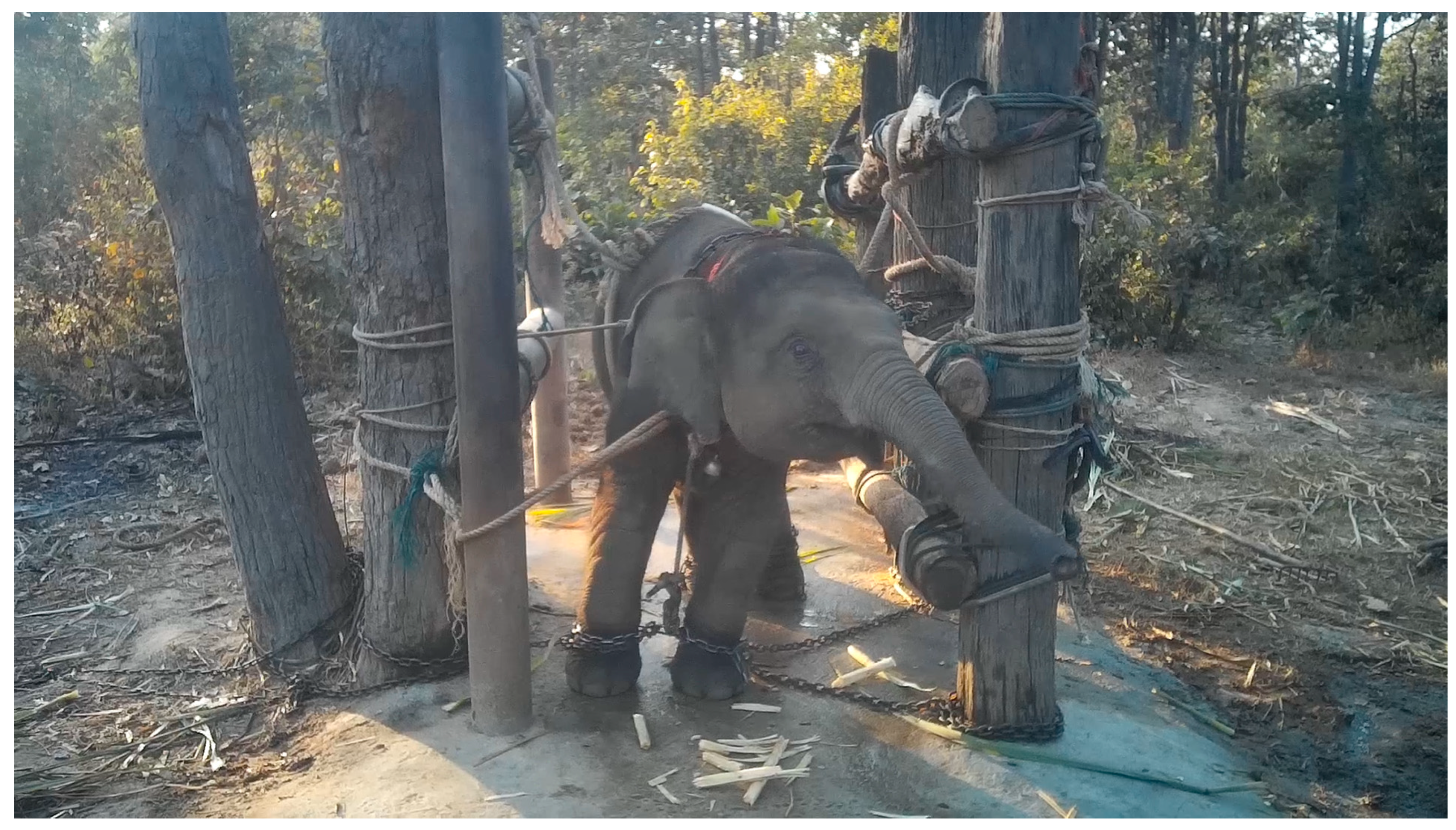 Animals 15 00971 g010