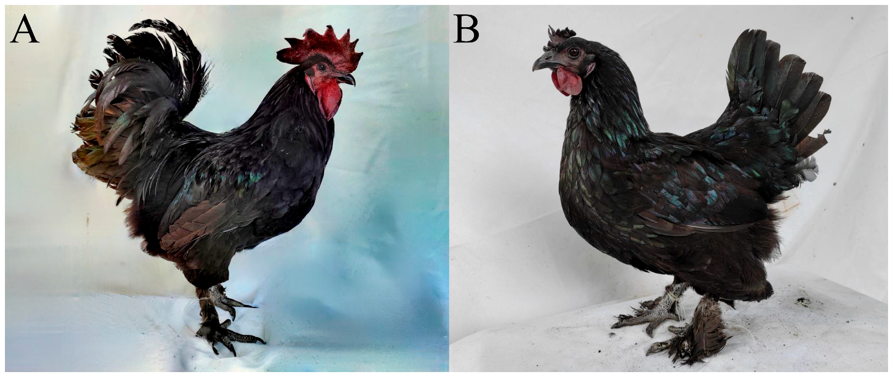 Genome-Wide Association Study of Body Size Traits in Luning Genome-Wide Association Study of Body Size Traits in Luning