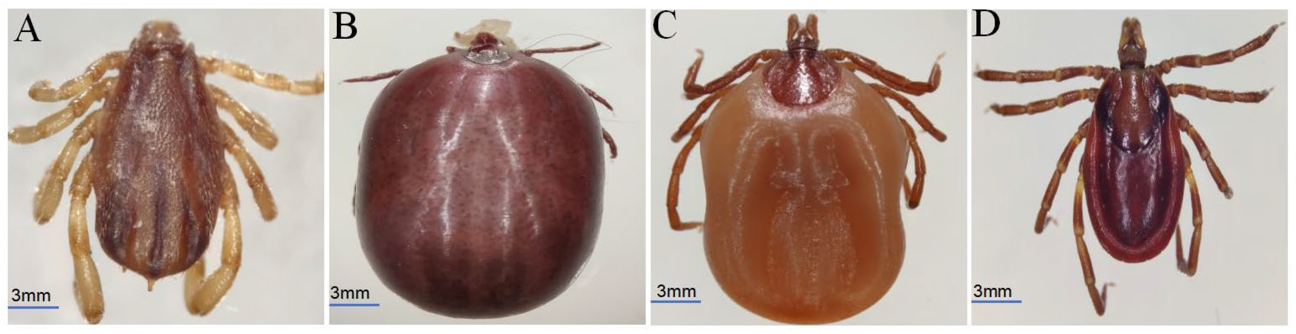 Animals 15 00975 g001