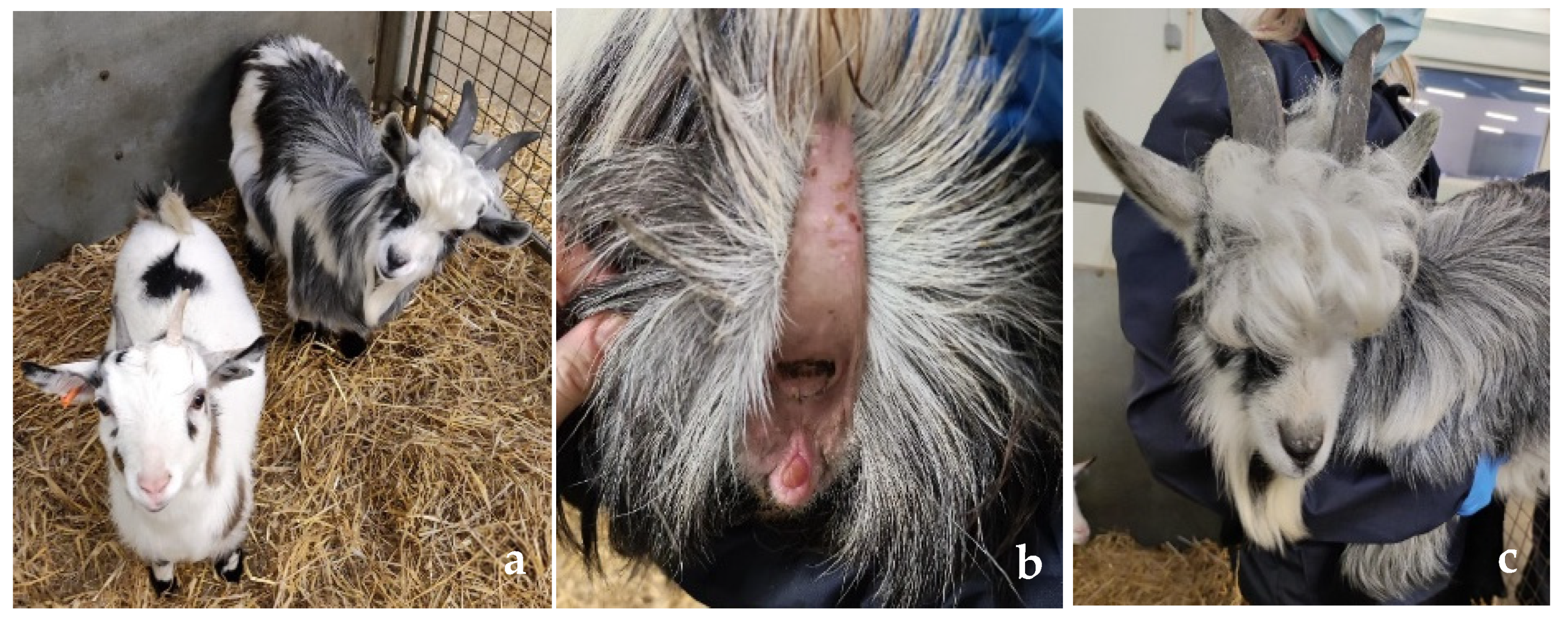 Animals 15 00976 g001