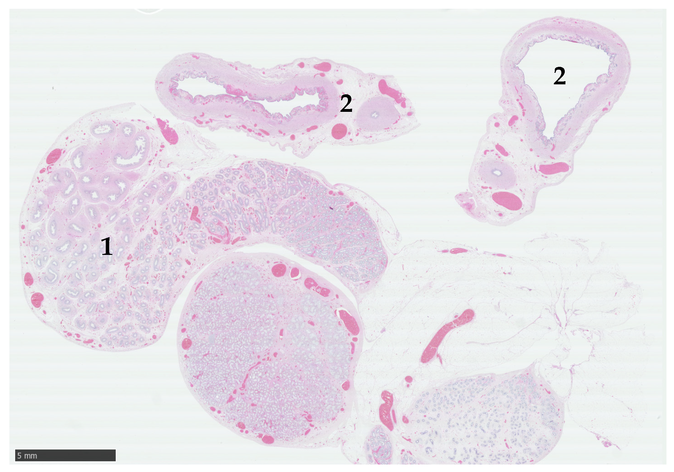 Animals 15 00976 g002