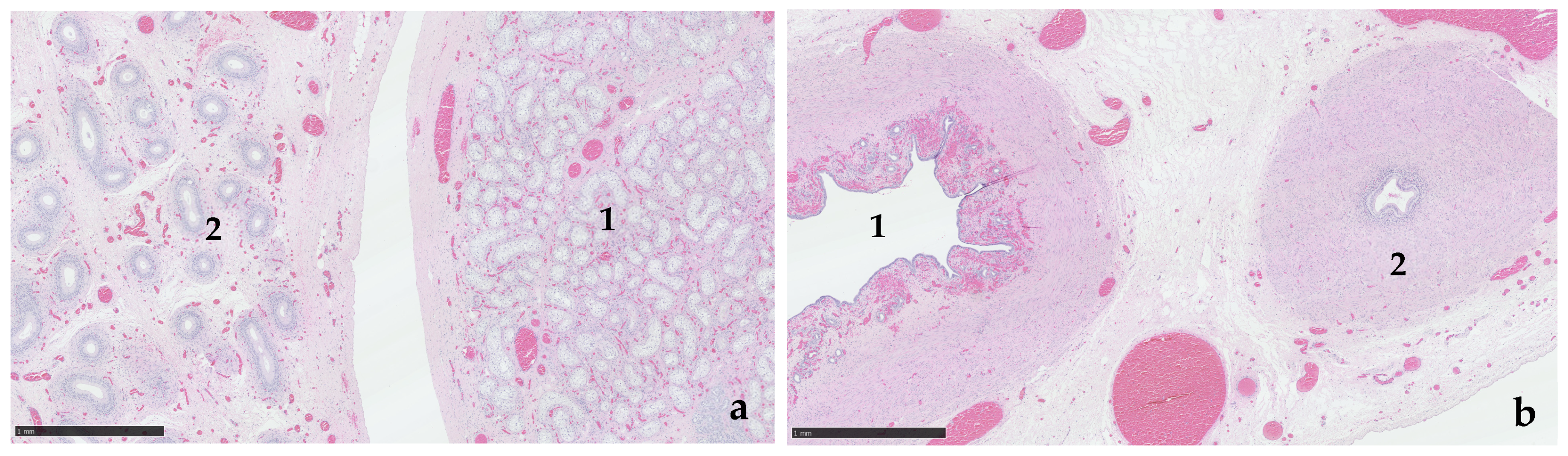 Animals 15 00976 g003