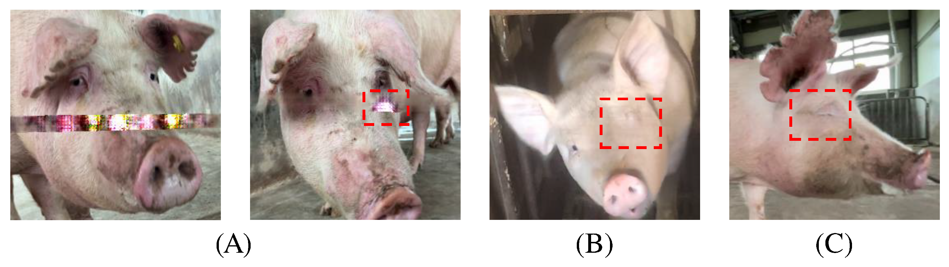 Animals 15 00978 g004