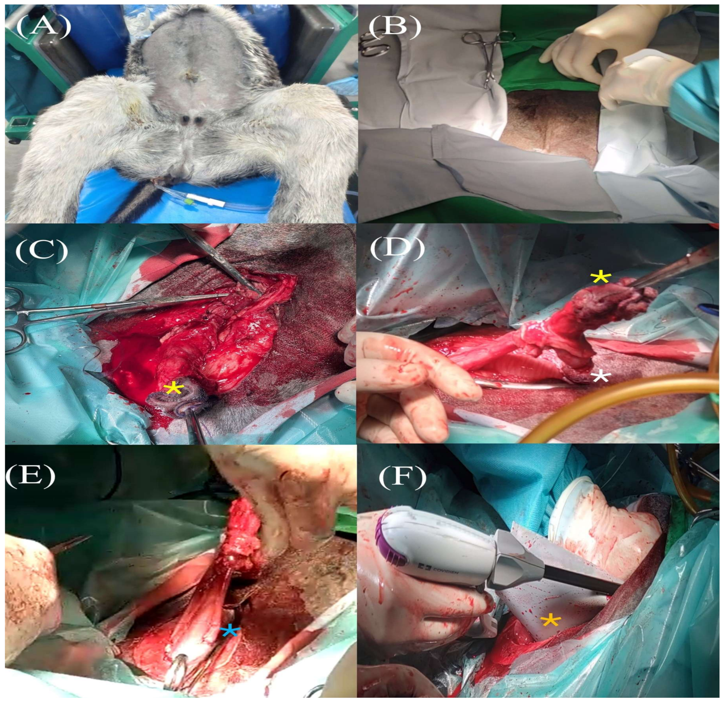 Animals 15 00981 g001