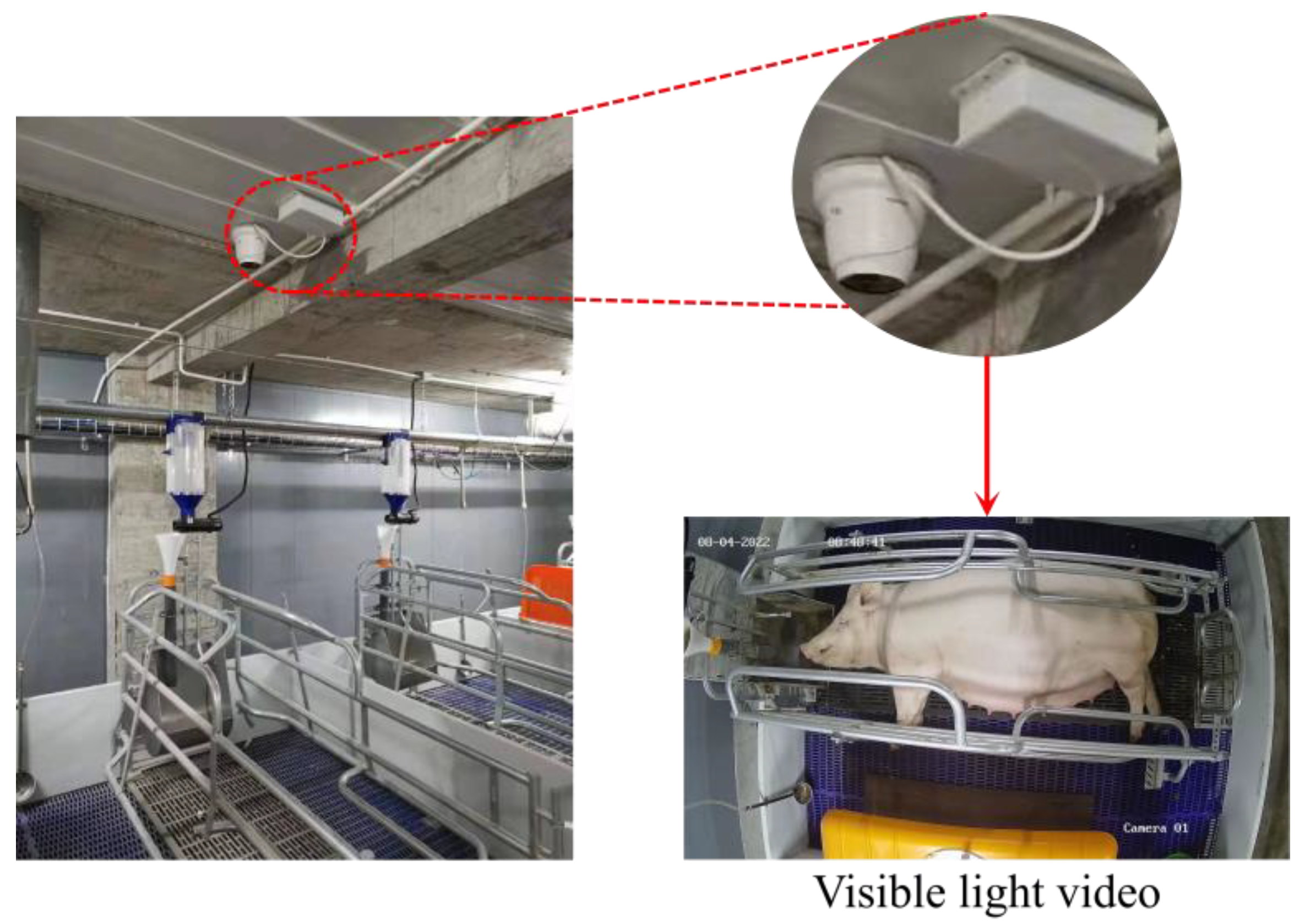 Animals 15 00998 g001