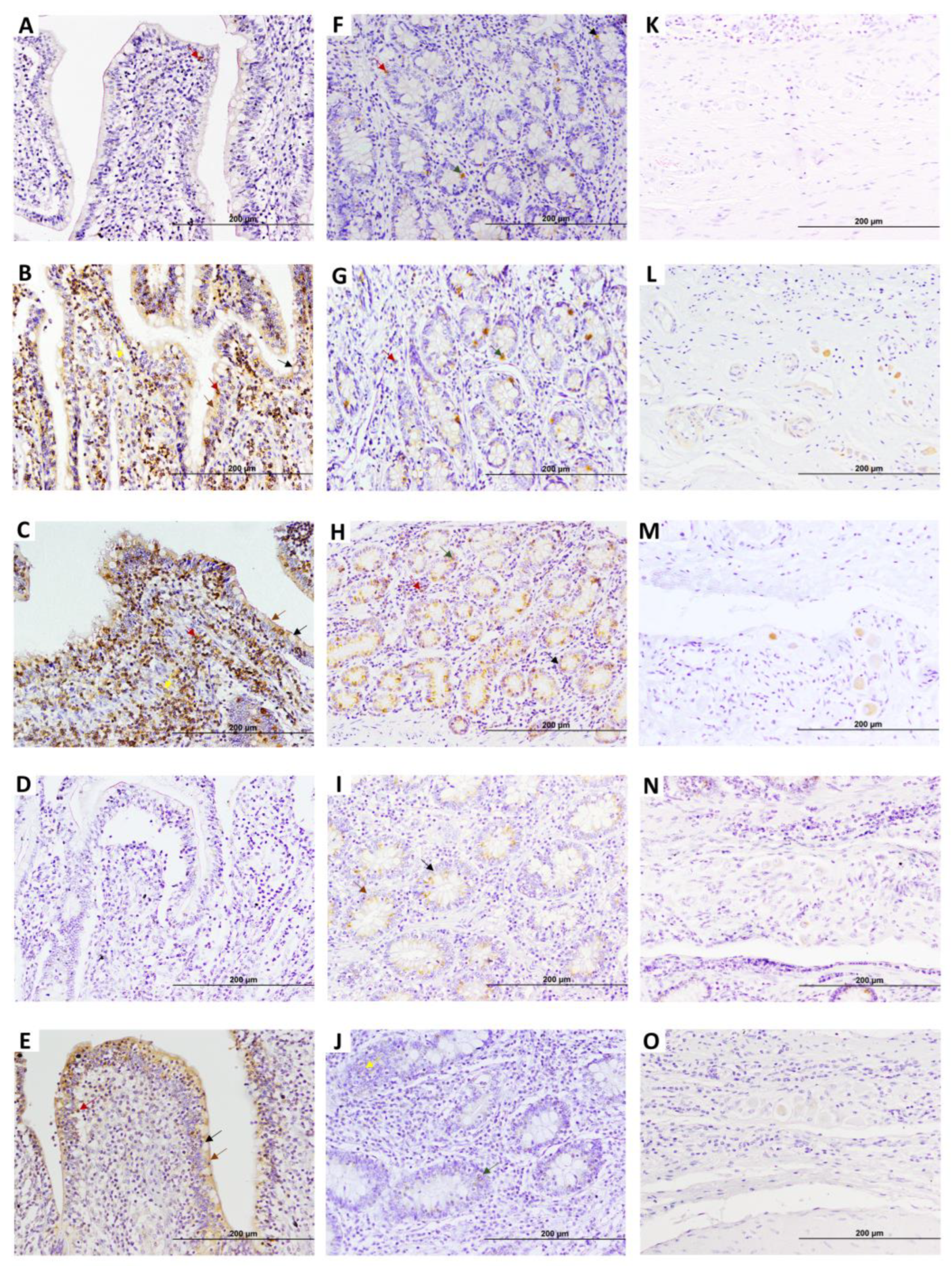 Animals 15 01012 g002