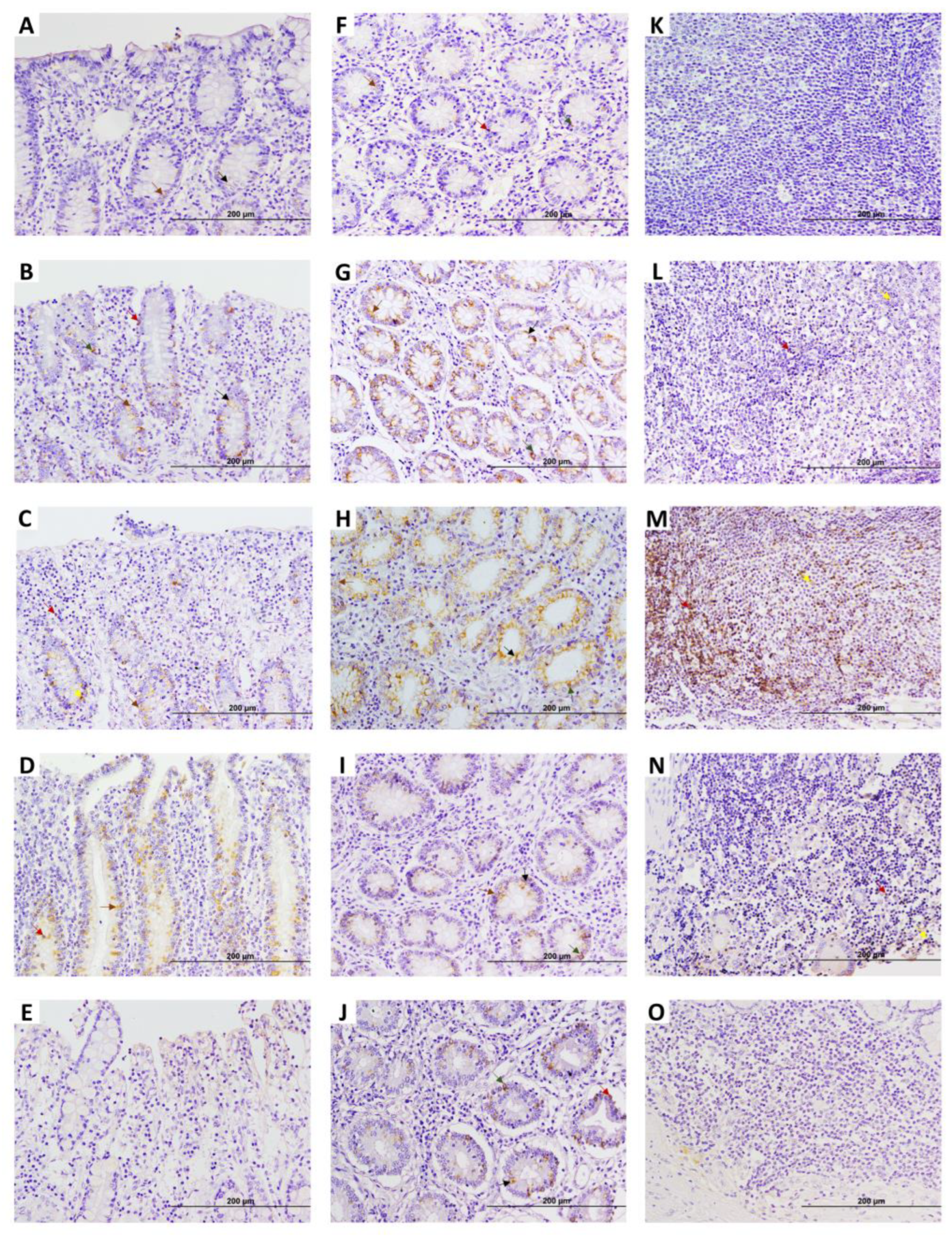 Animals 15 01012 g004