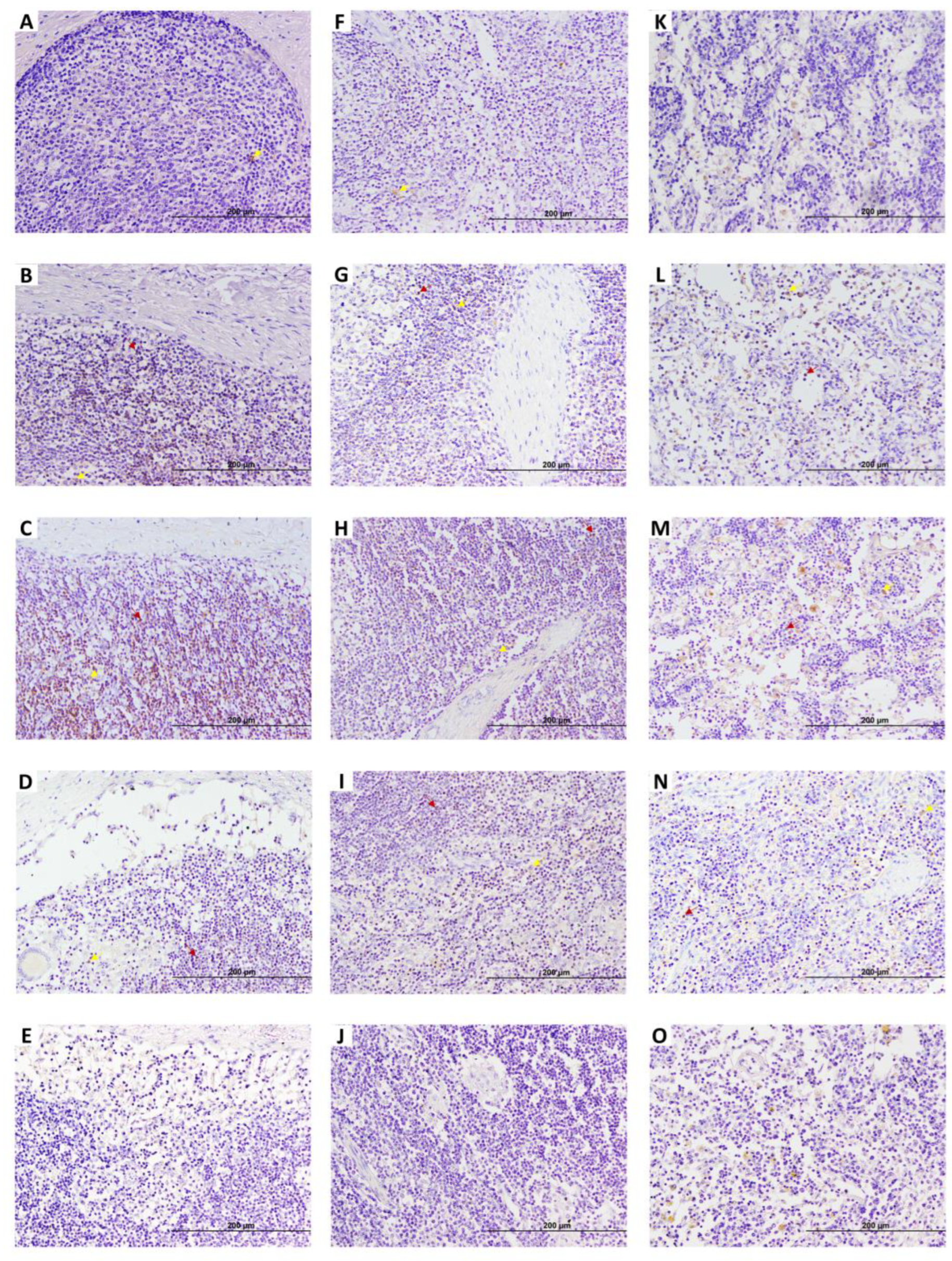 Animals 15 01012 g005