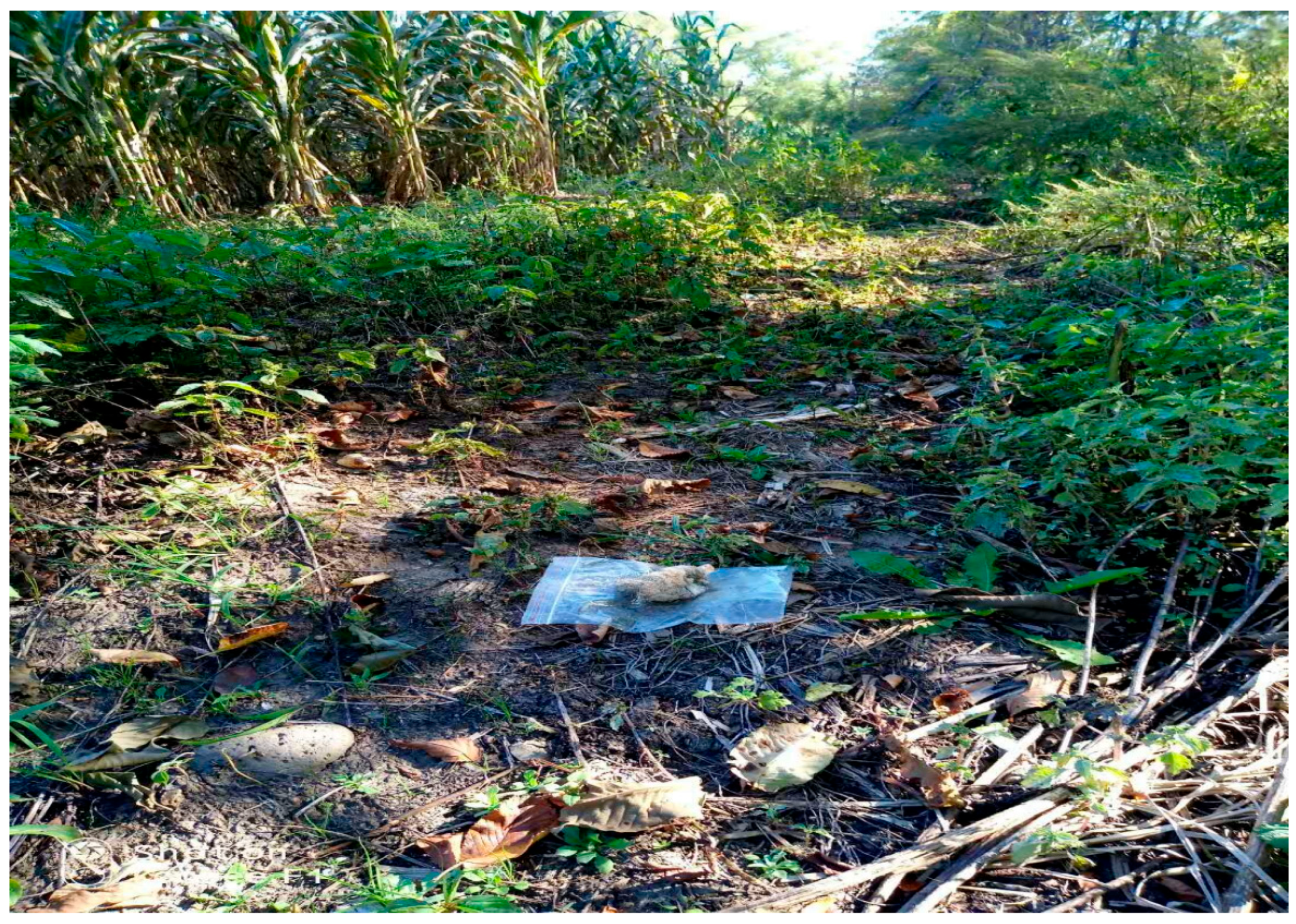 Animals 15 01017 g0a4