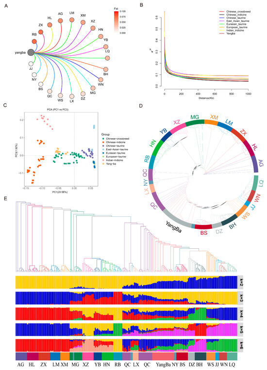 Genomic Characterization of Crossbred-Driven Adaptation in