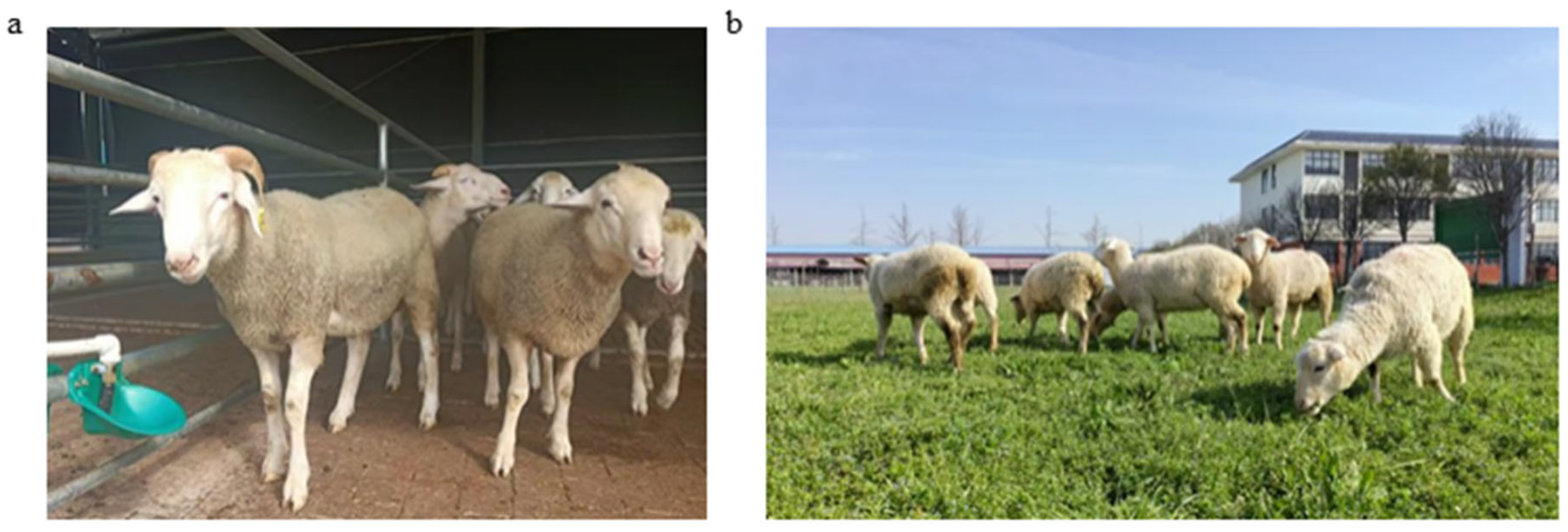 Animals 15 01071 g001