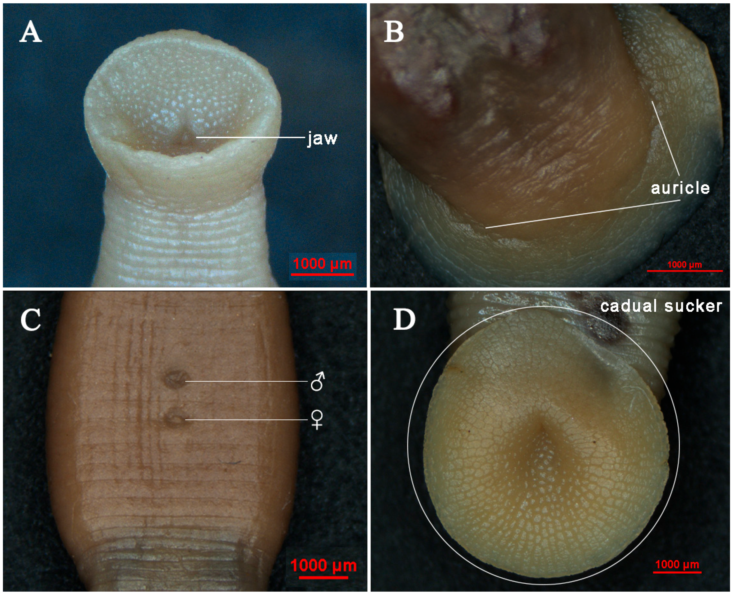 Animals 15 01079 g003