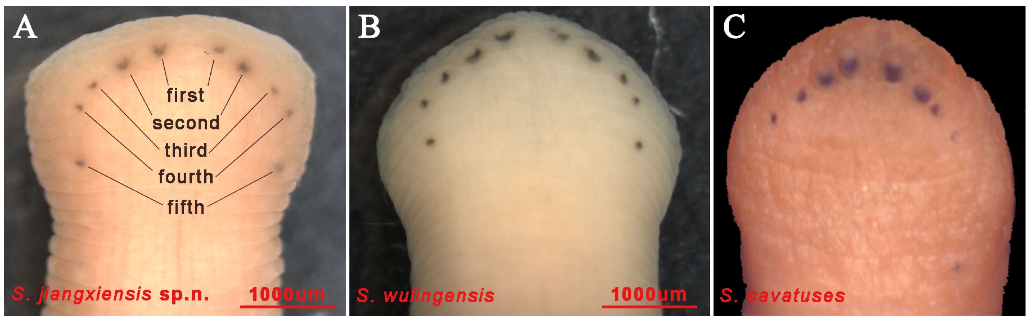 Animals 15 01079 g004