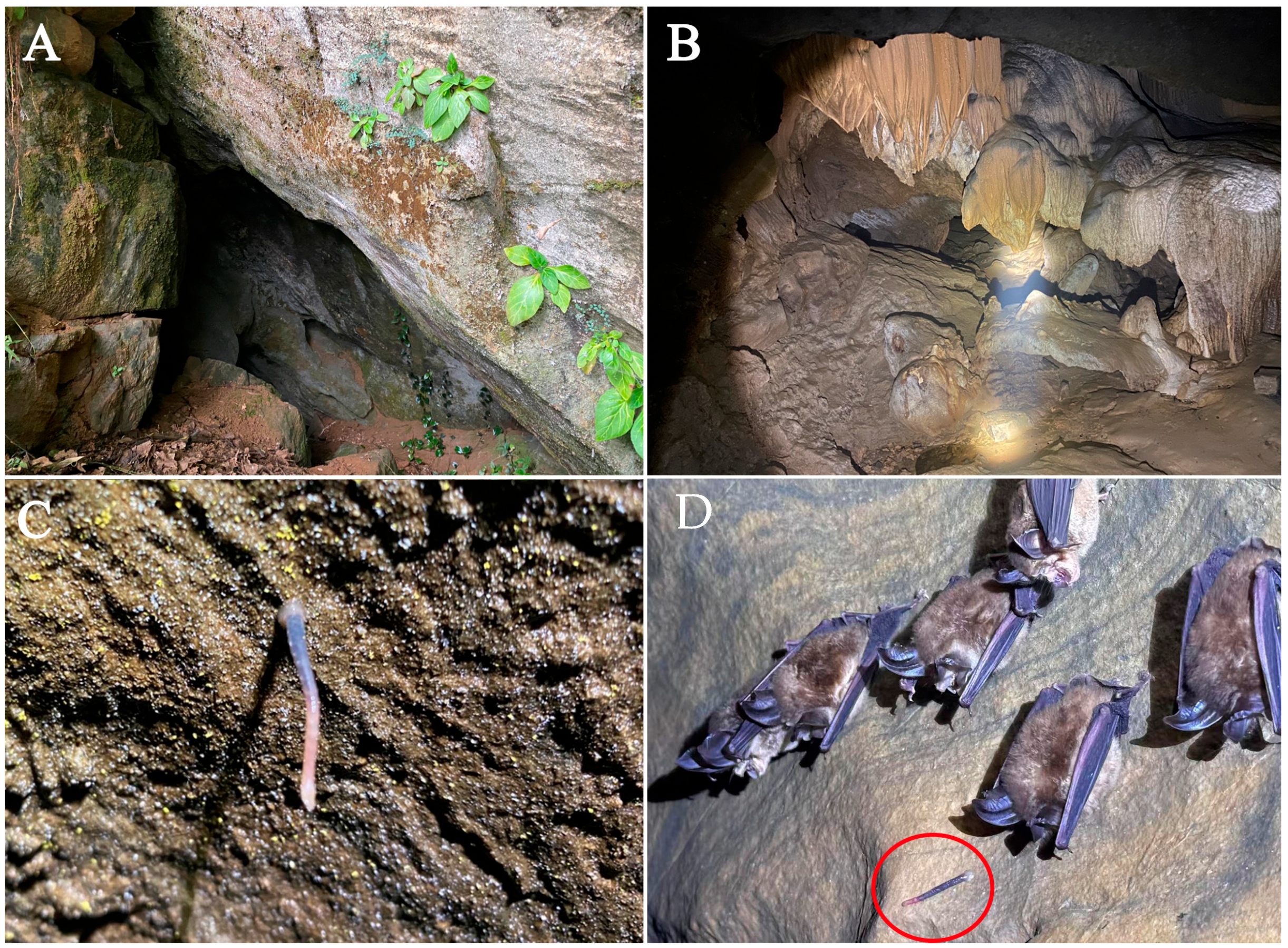 Animals 15 01079 g005