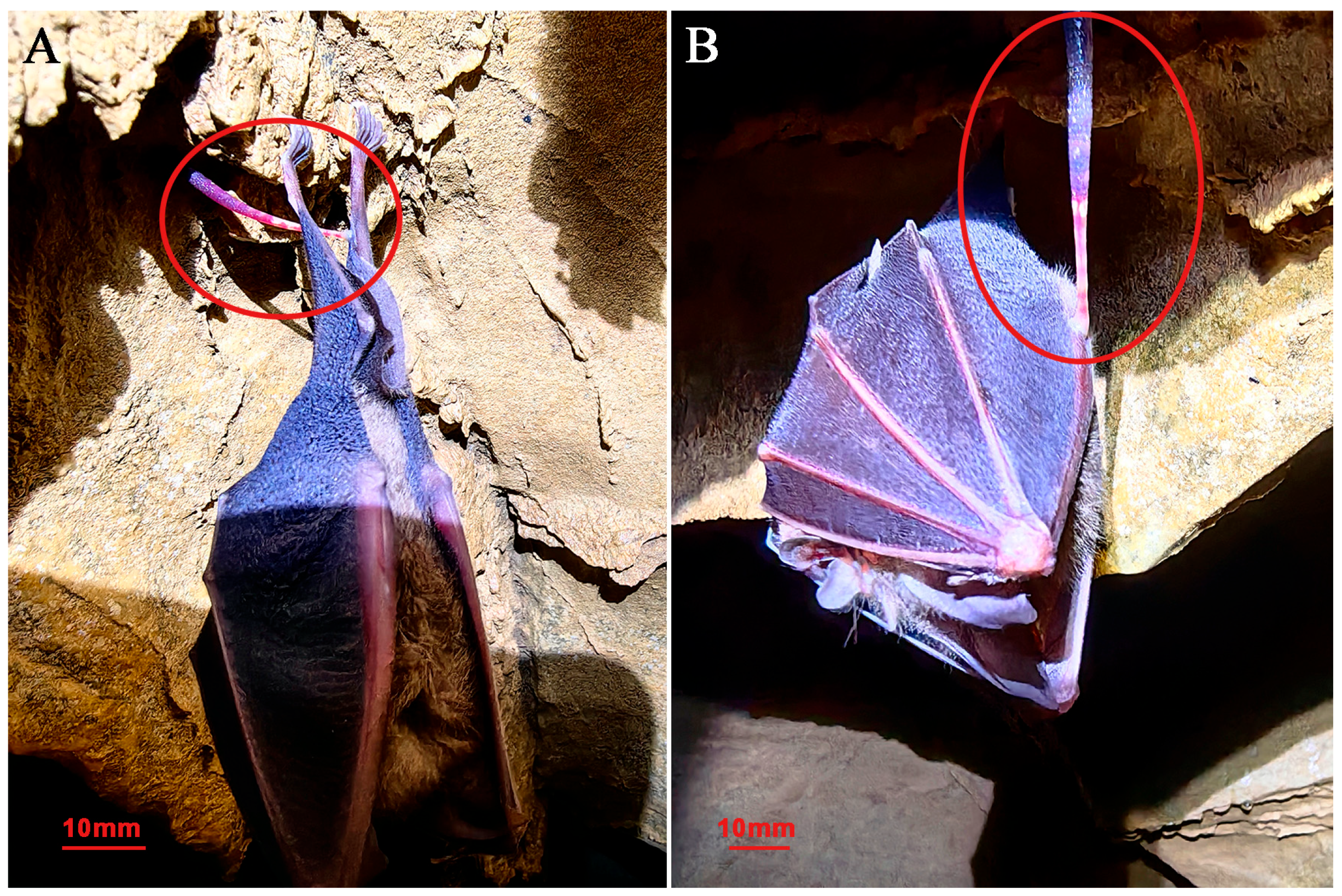 Animals 15 01079 g006