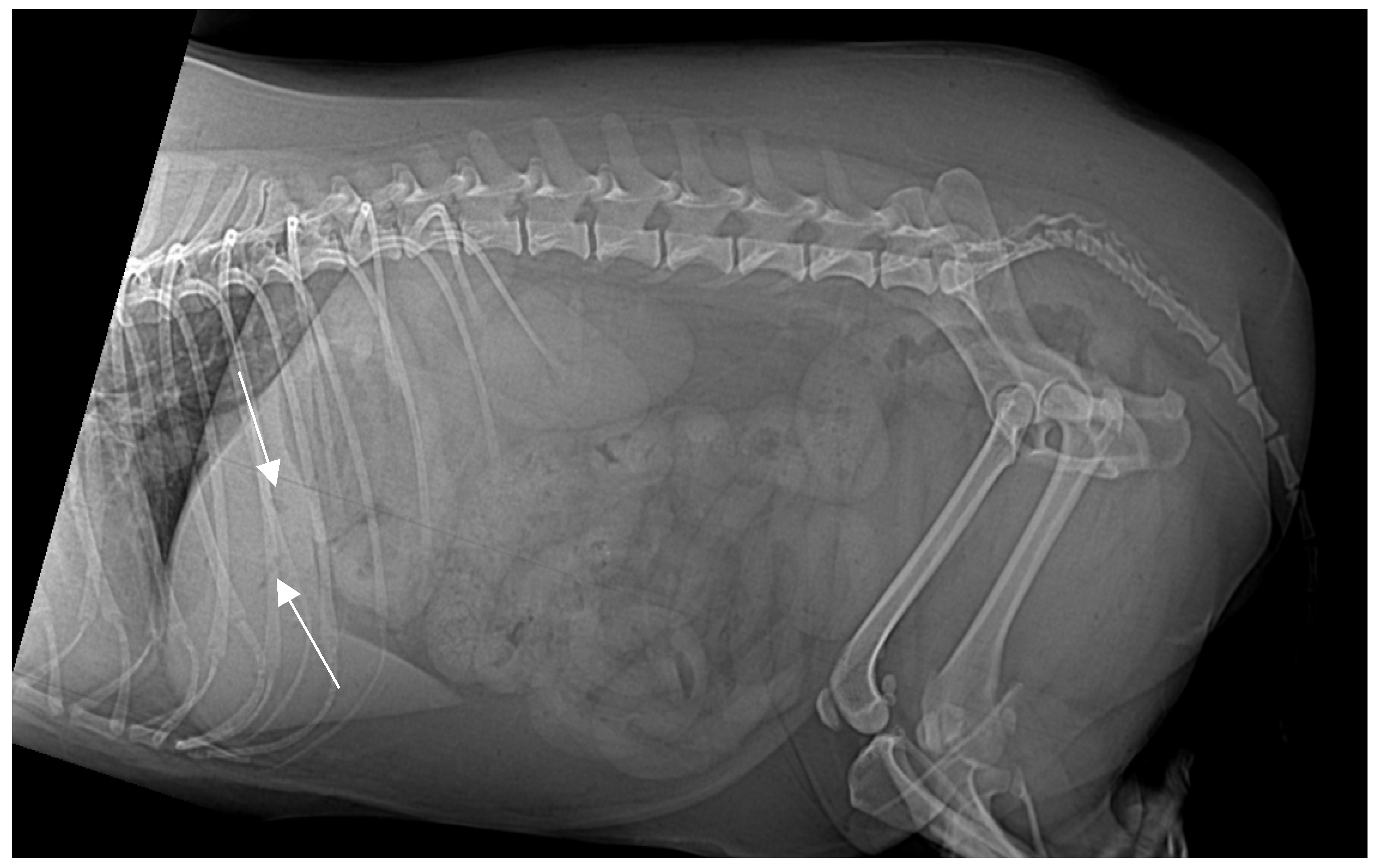 Animals 15 01089 g001