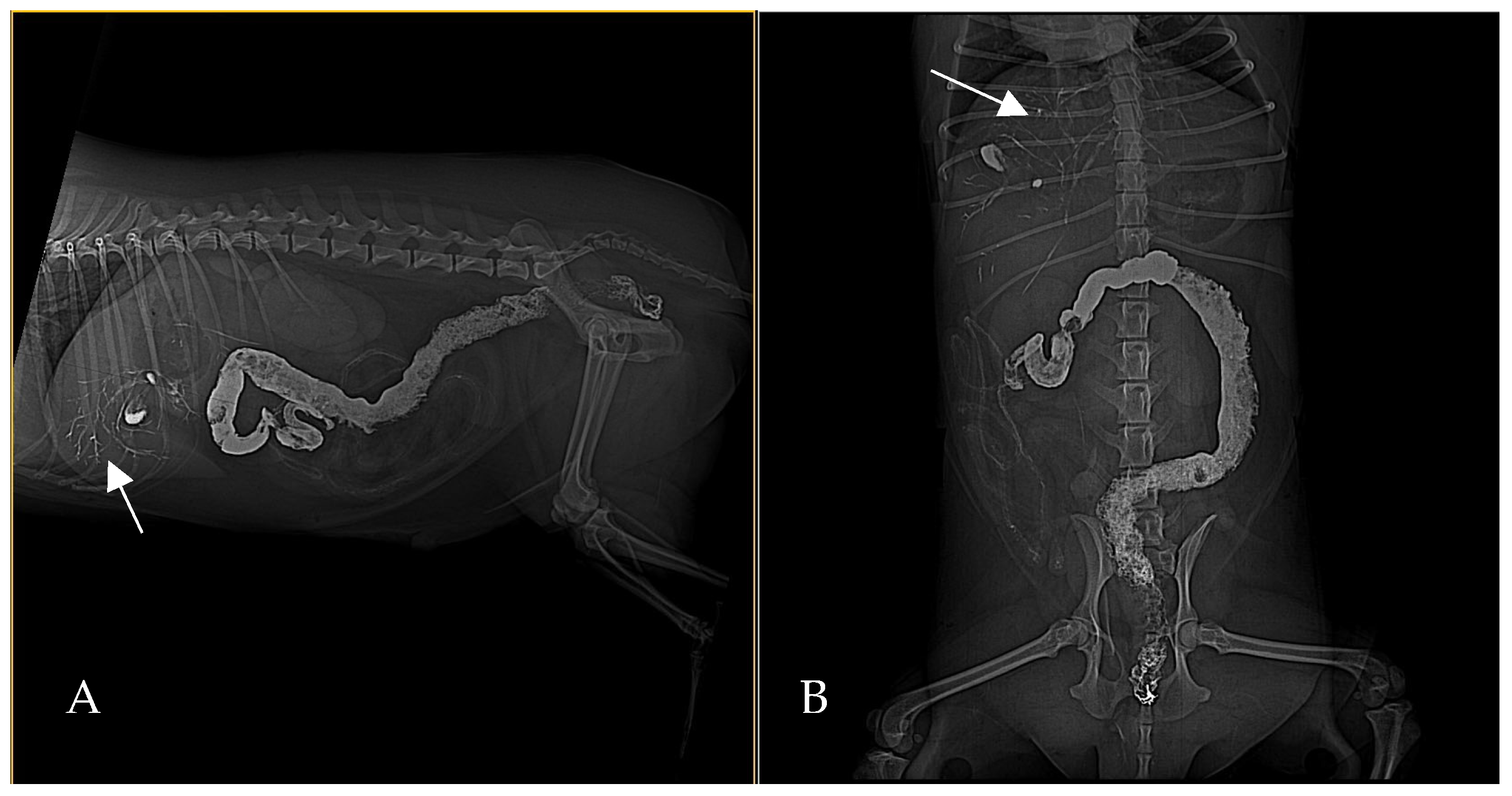 Animals 15 01089 g004