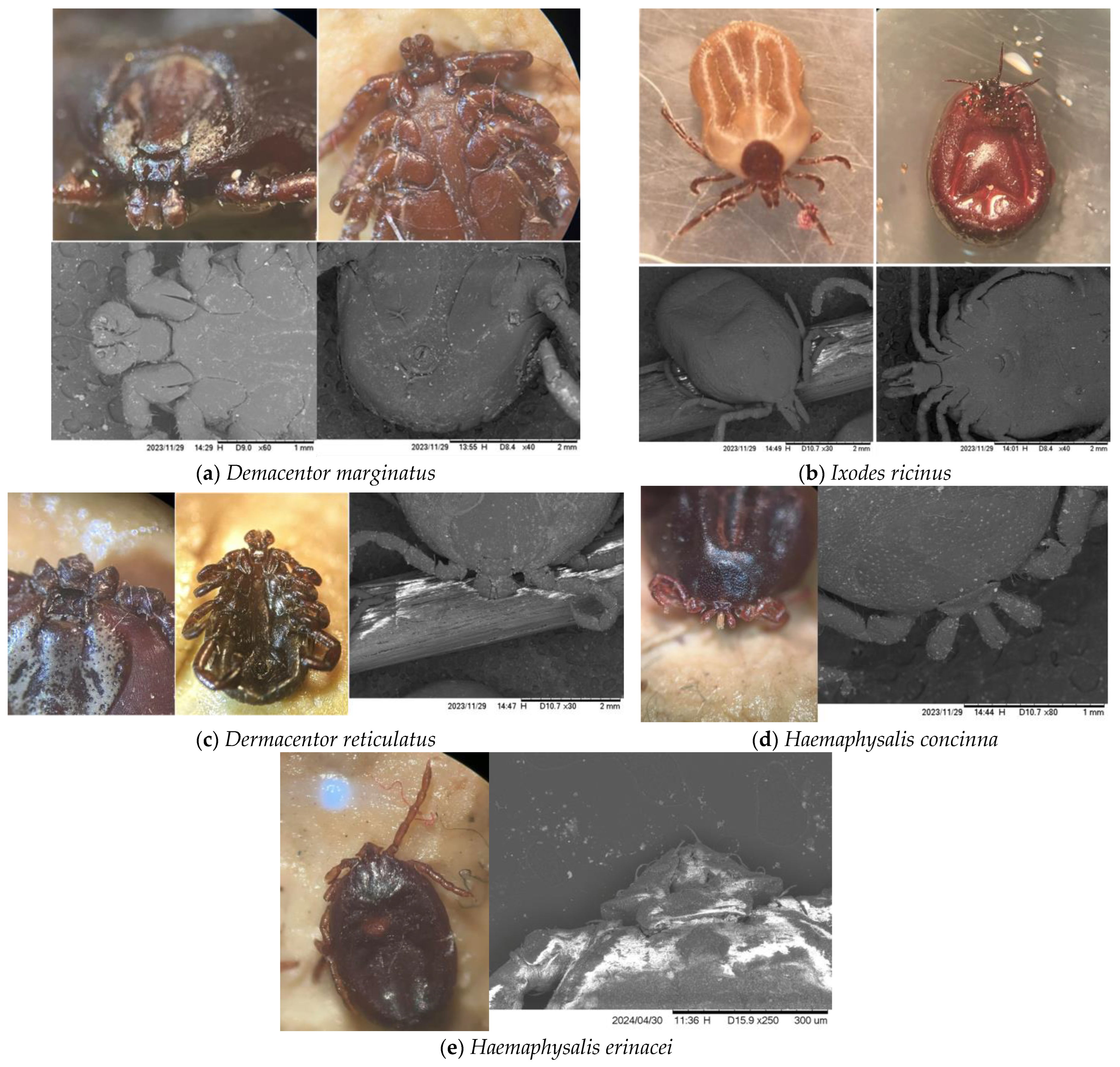 Animals 15 01092 g002 Animals 15 01092 g002